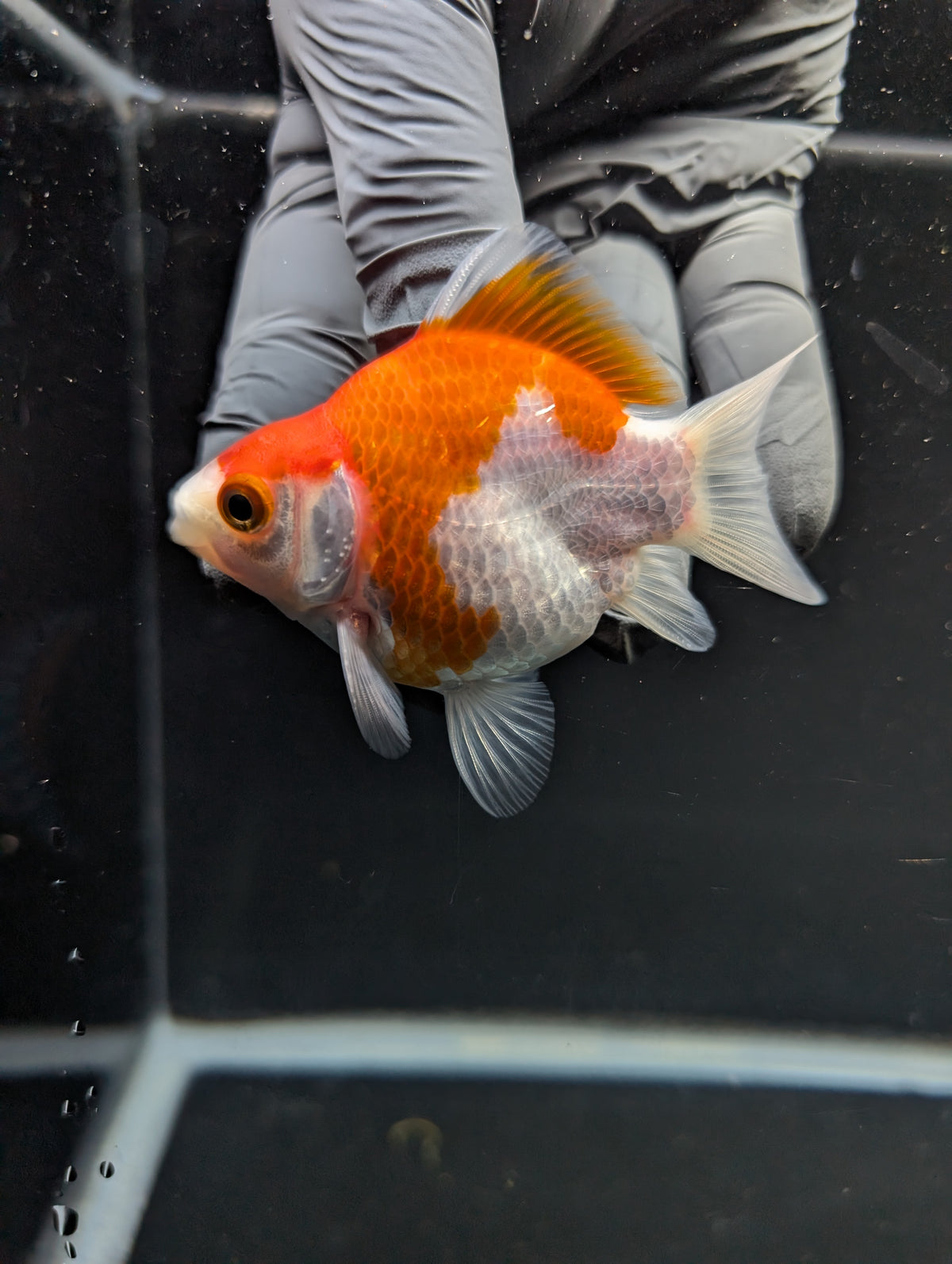 Tamasaba Red White 3"-3.5" in. ID#1009TM1B-012