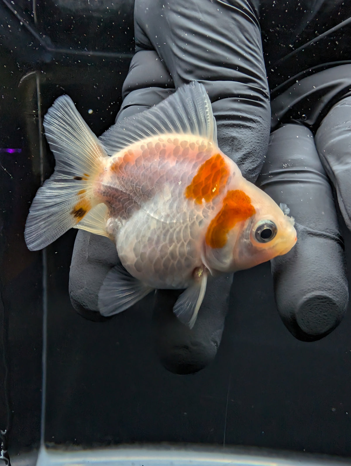 Baby Thai Shogun Oranda Red White 2"-2.5" in. ID#1016BSG11A-004