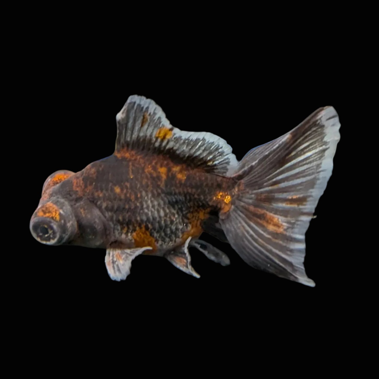 Telescope Butterfly Kirin Calico 3.5"-4" in. ID#508B4A-004