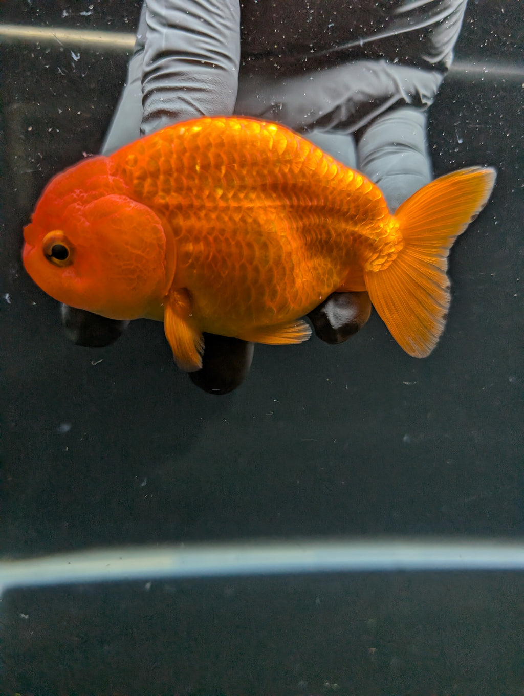 Ranchu Red White 4"in. ID#828R4A-026