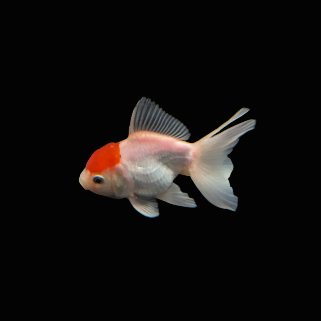 Juvenile Oranda Red Cap  3.5"-4" in.  ID#320T13b-019