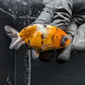 Ranchu Calico 3"-3.5" in. ID#515R4A-019