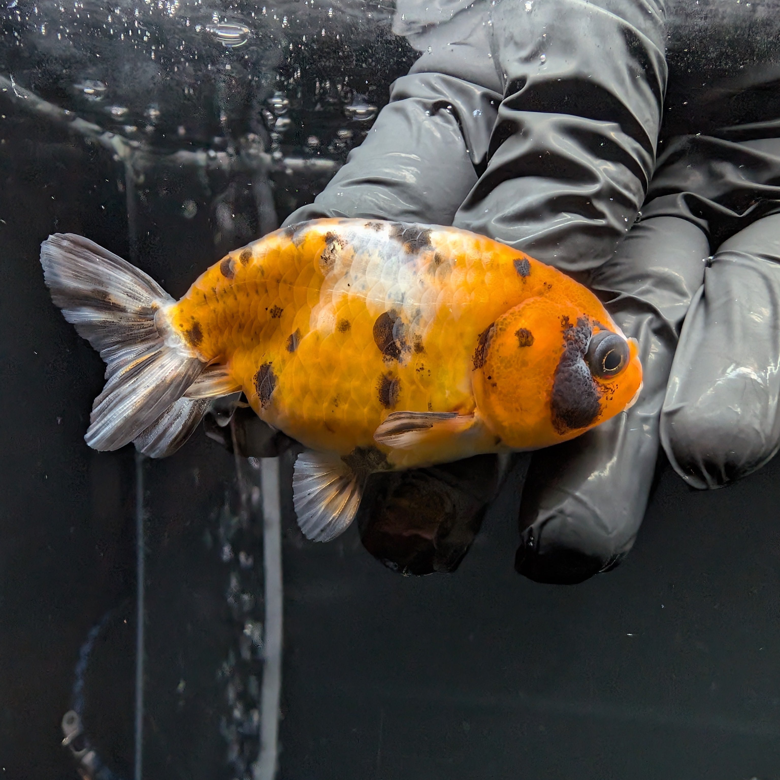 Ranchu Calico 3"-3.5" in. ID#515R4A-019
