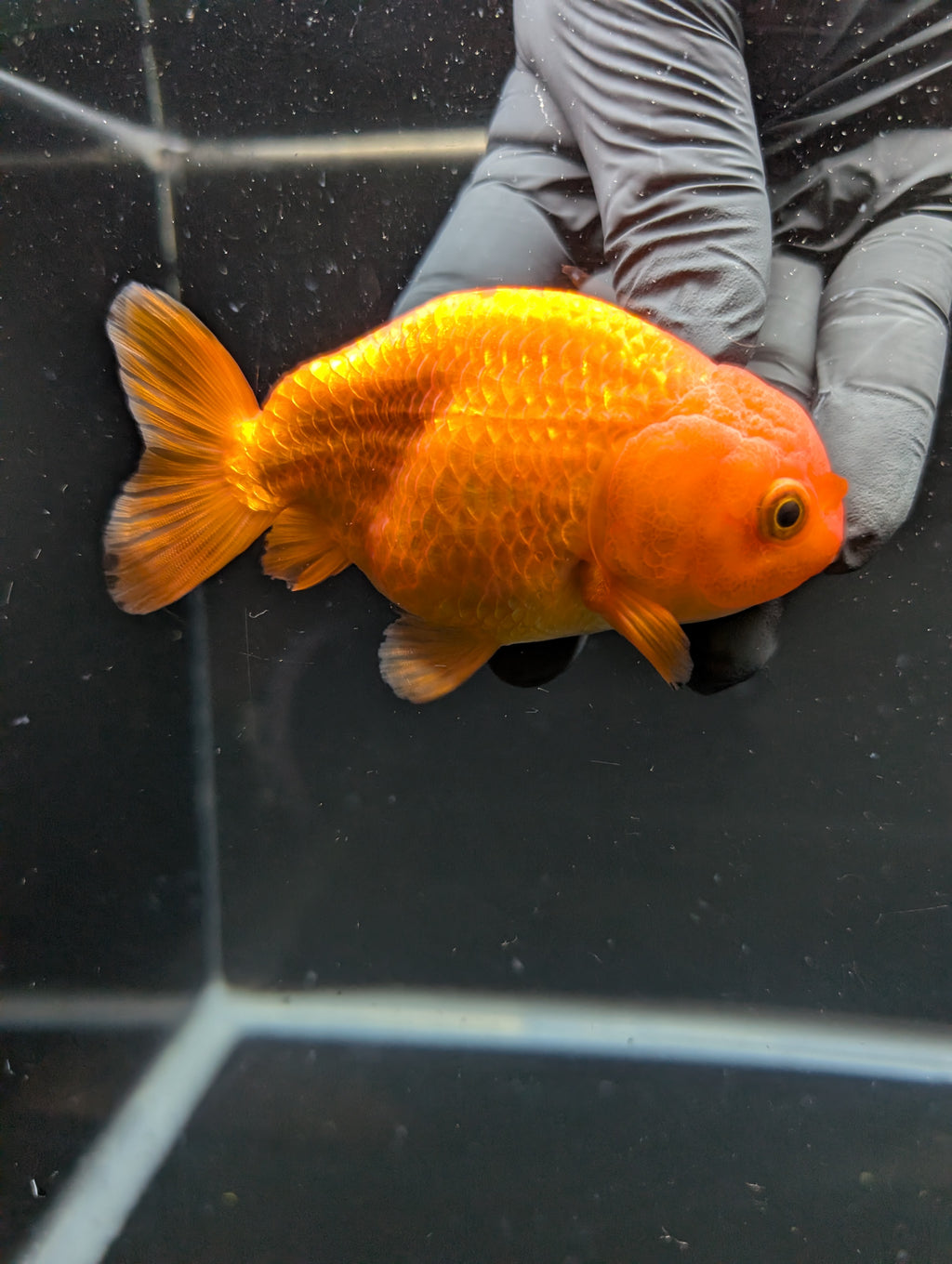 Ranchu Red White 4"in. ID#828R4A-026