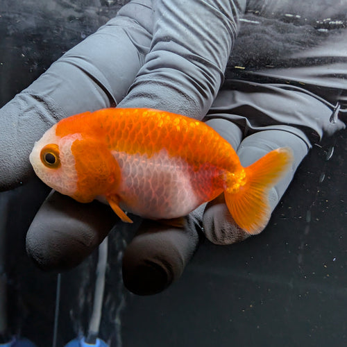 Baby Ranchu Red White 2.5"-3" in. ID#522R4A-002