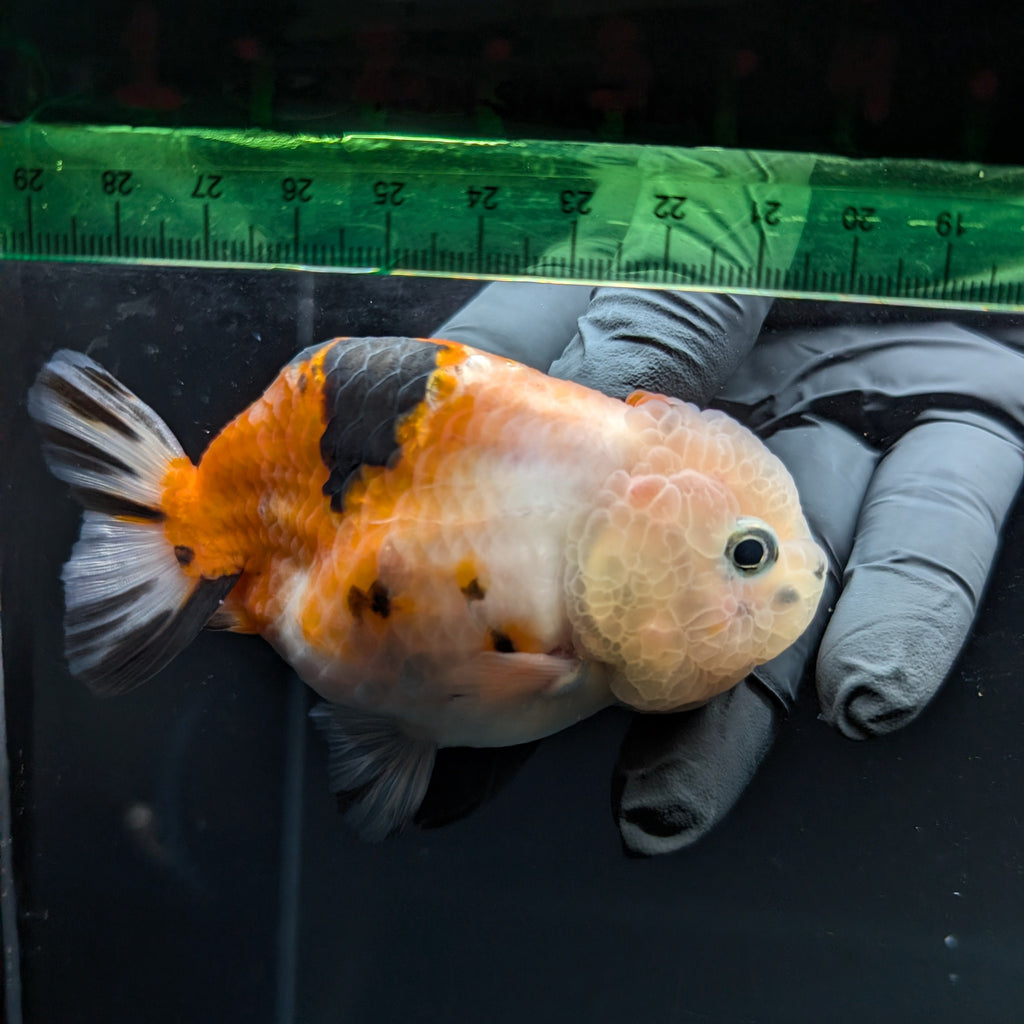 Jumbo Ranchu Sakura Calico 3.5"- 4" in. ID#703R8A-010
