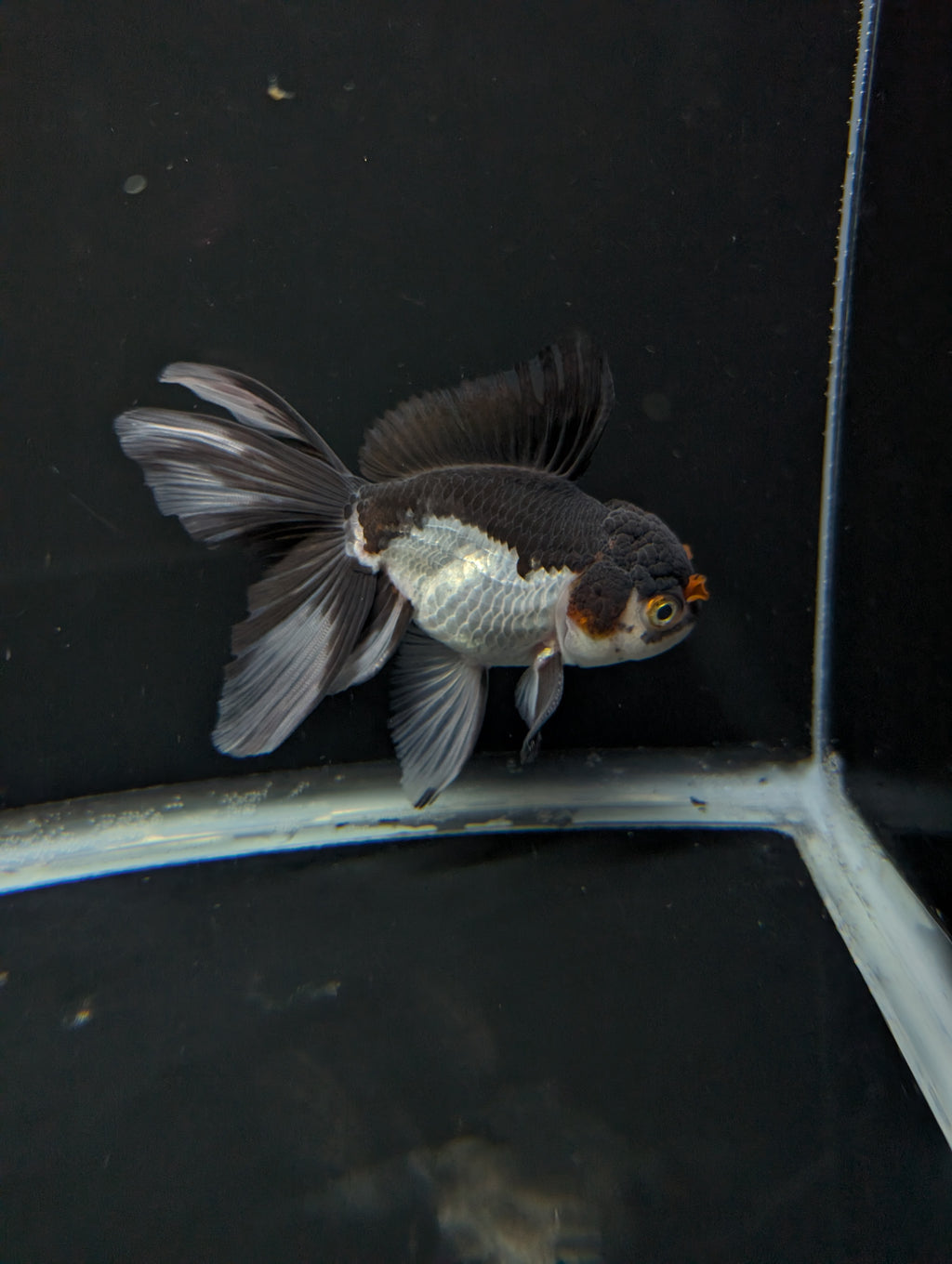 Thai Oranda Panda Tricolor 4"-4.5"in.  ID#1023T1A-026
