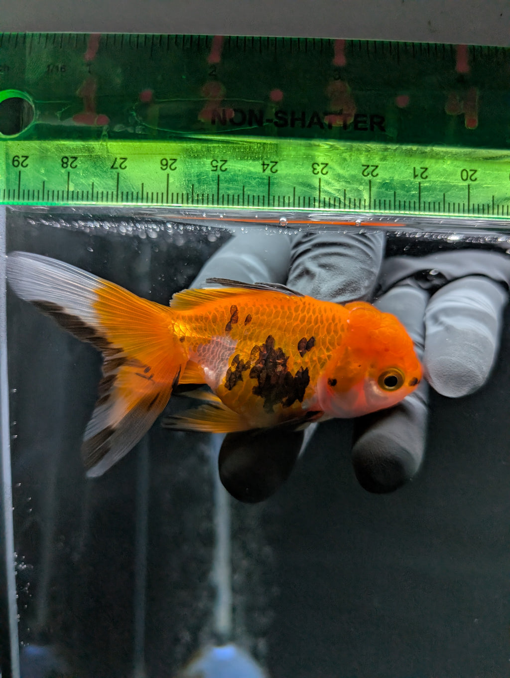 Juvenile Oranda  Tricolor 3"-3.5"in.  ID#619T1A-014
