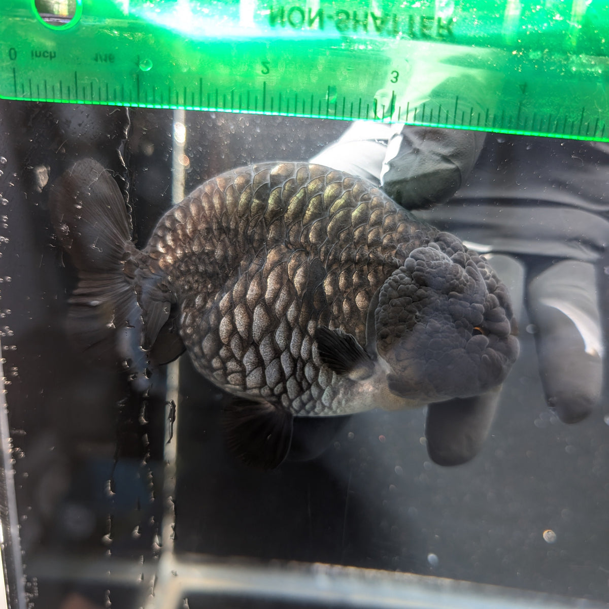 Jumbo Ranchu Dragon Scale Blue / Black 4.5"-5" in. ID#1009R8A-055