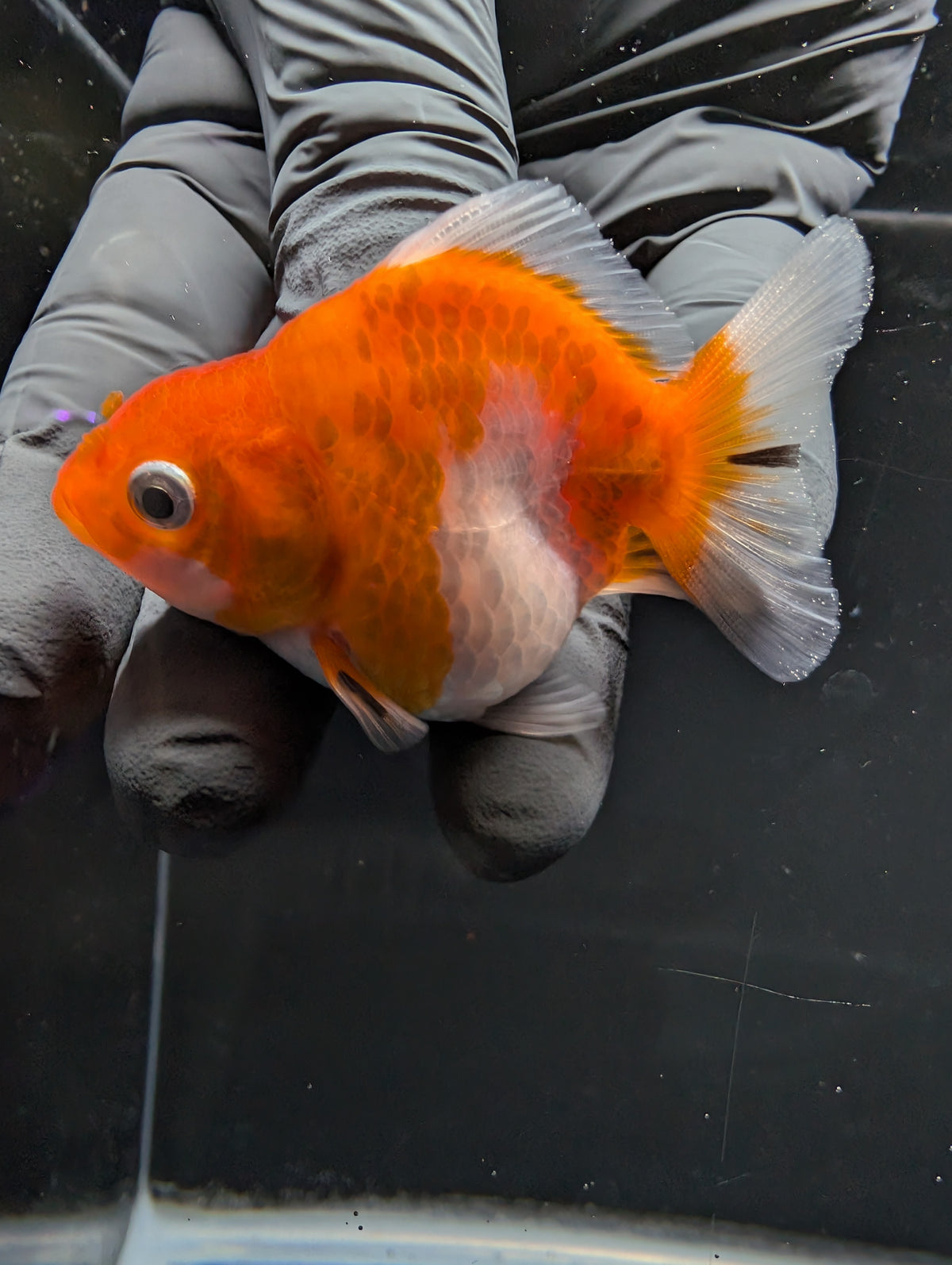Baby Thai Shogun Oranda Red White 2"-2.5" in. ID#1016BSG11A-006