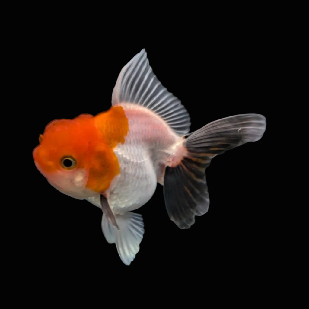 Juvenile Oranda Tricolor 3.5"-4" in.  ID#320T13b-001