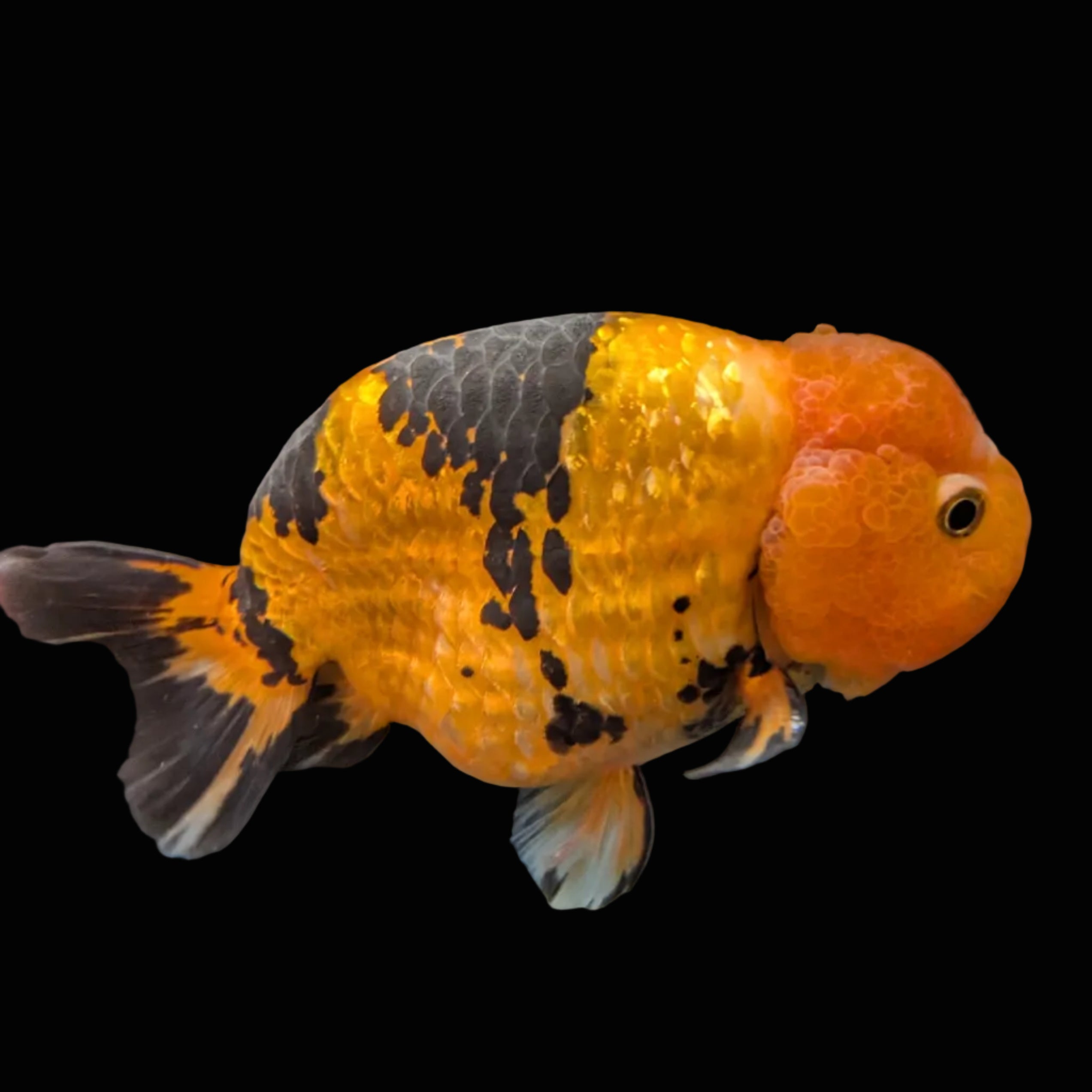 Jumbo Ranchu Calico 4.5"-5" in. ID#821R8A-034