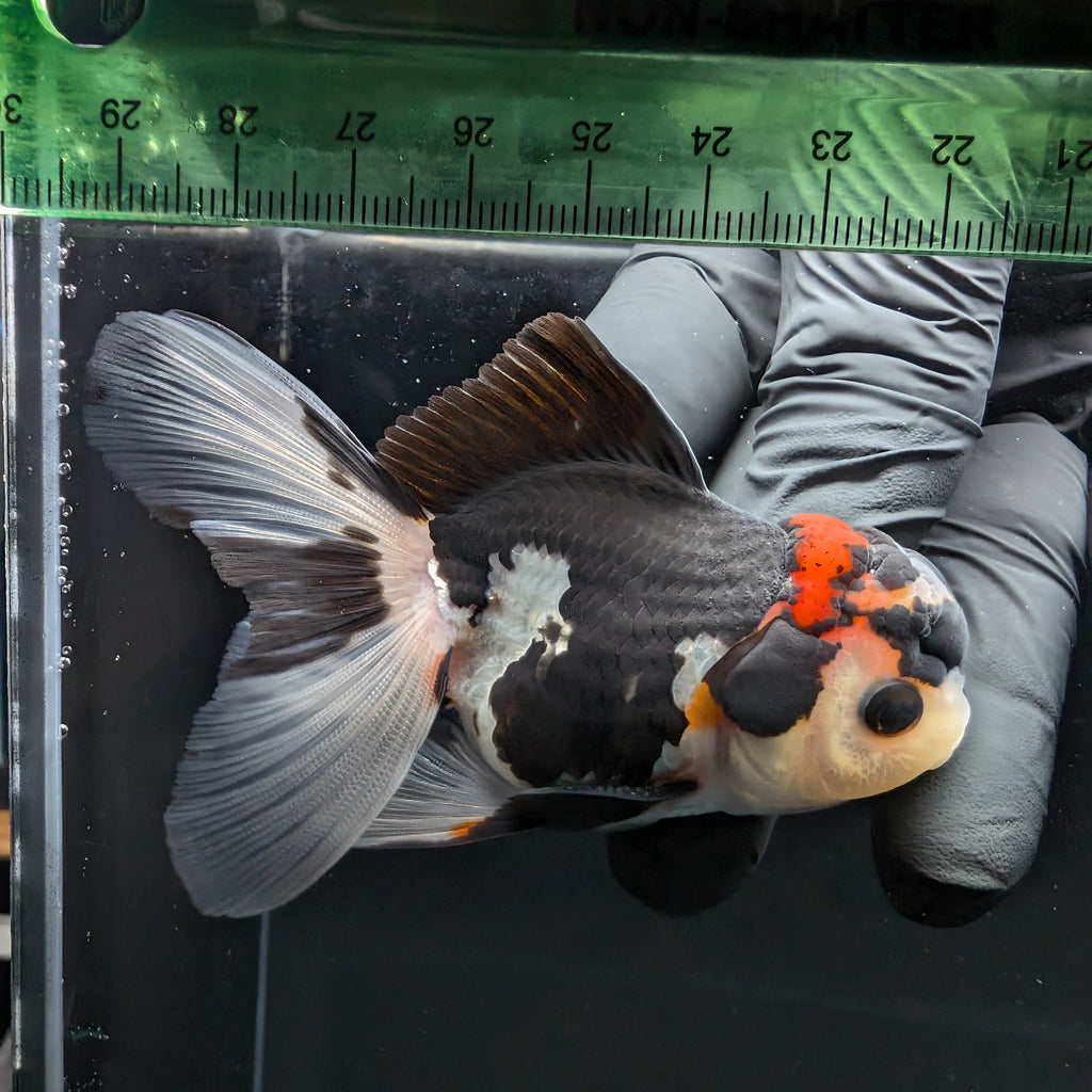 Thai Juvenile Oranda Tricolor 3.5"-4"in.  ID#731T1A-053