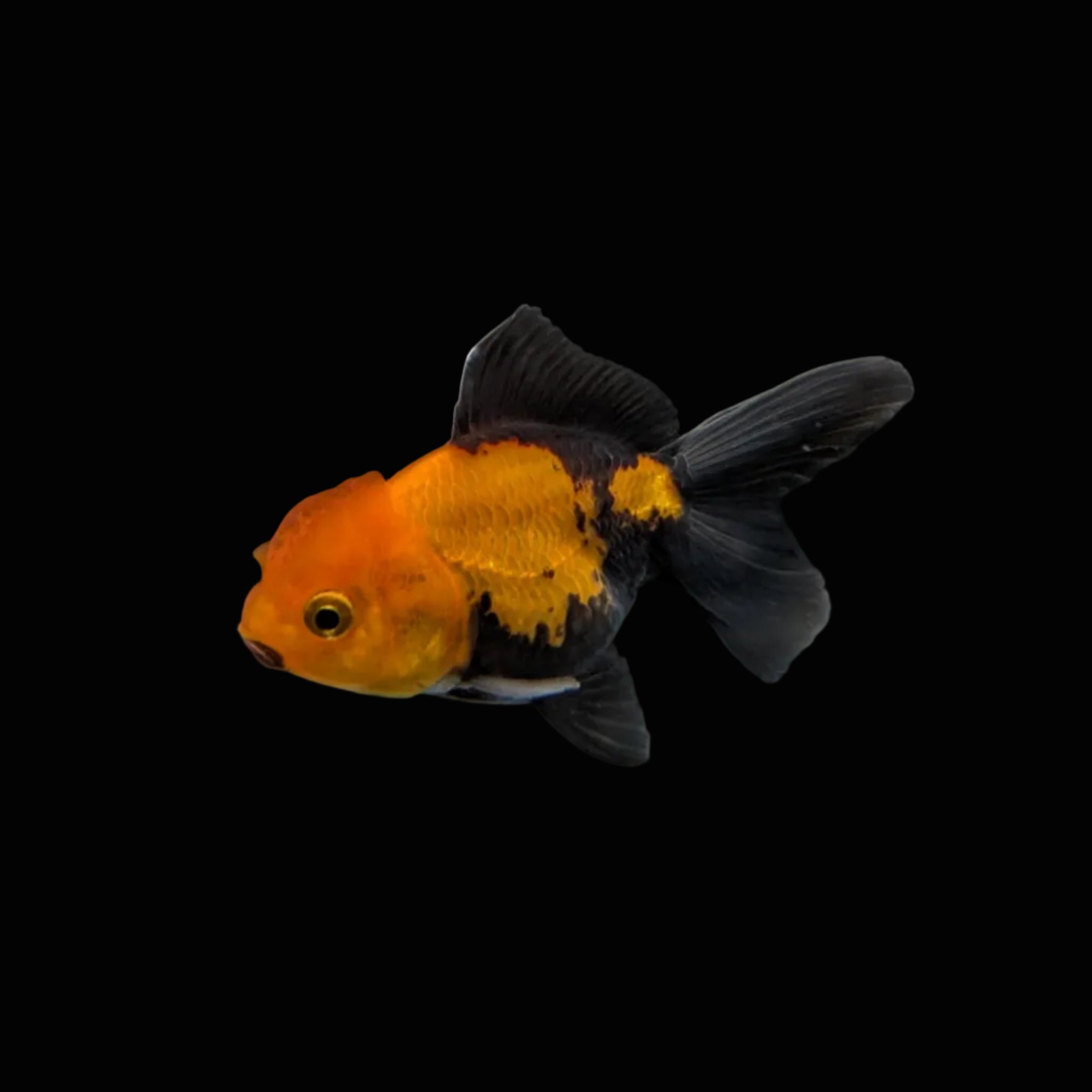 Juvenile Oranda Tricolor 3.5"-4" in.  ID#320T13b-006