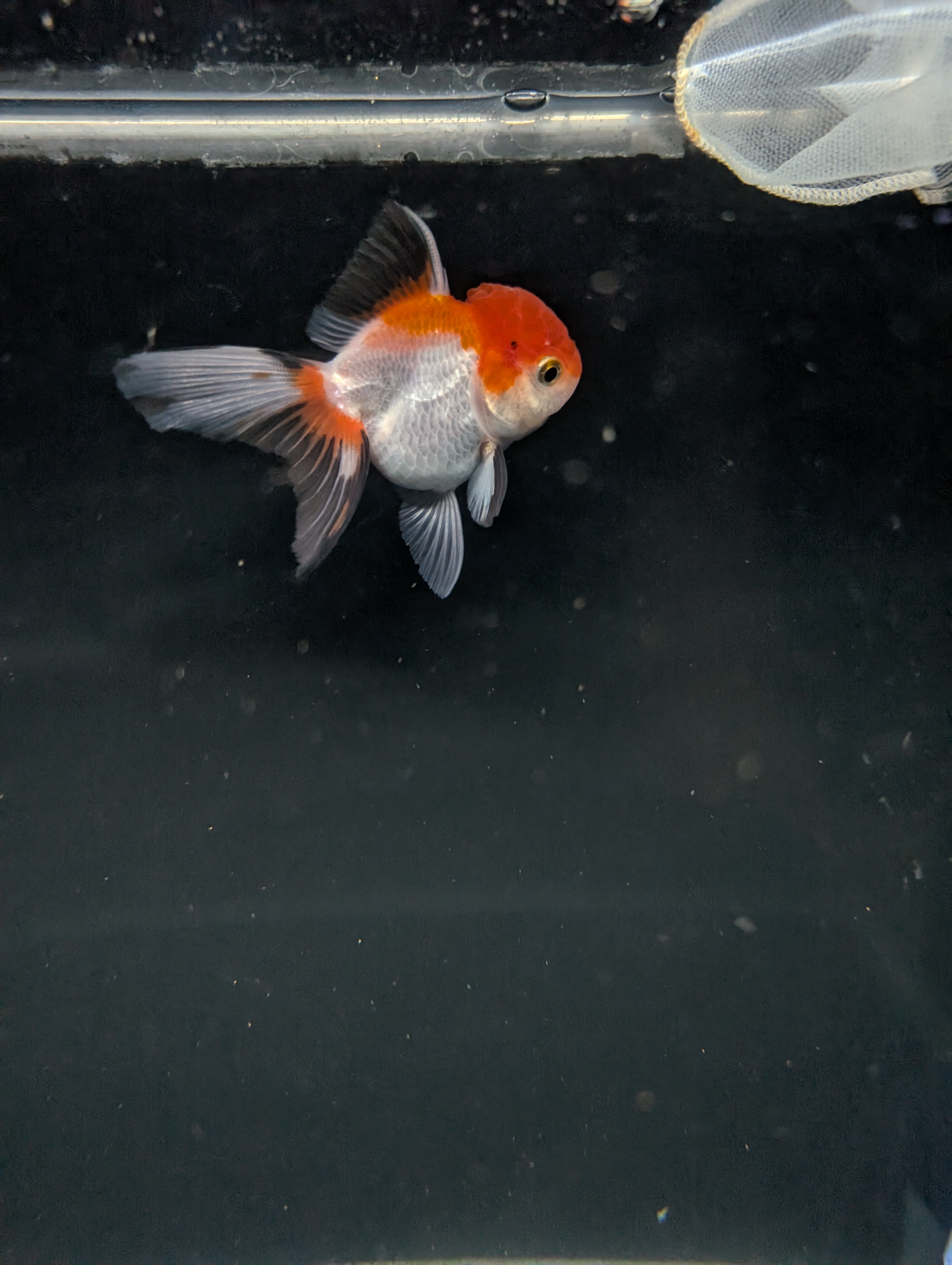 Juvenile Oranda Tricolor 3.5"-4" in.  ID#508T2A-025