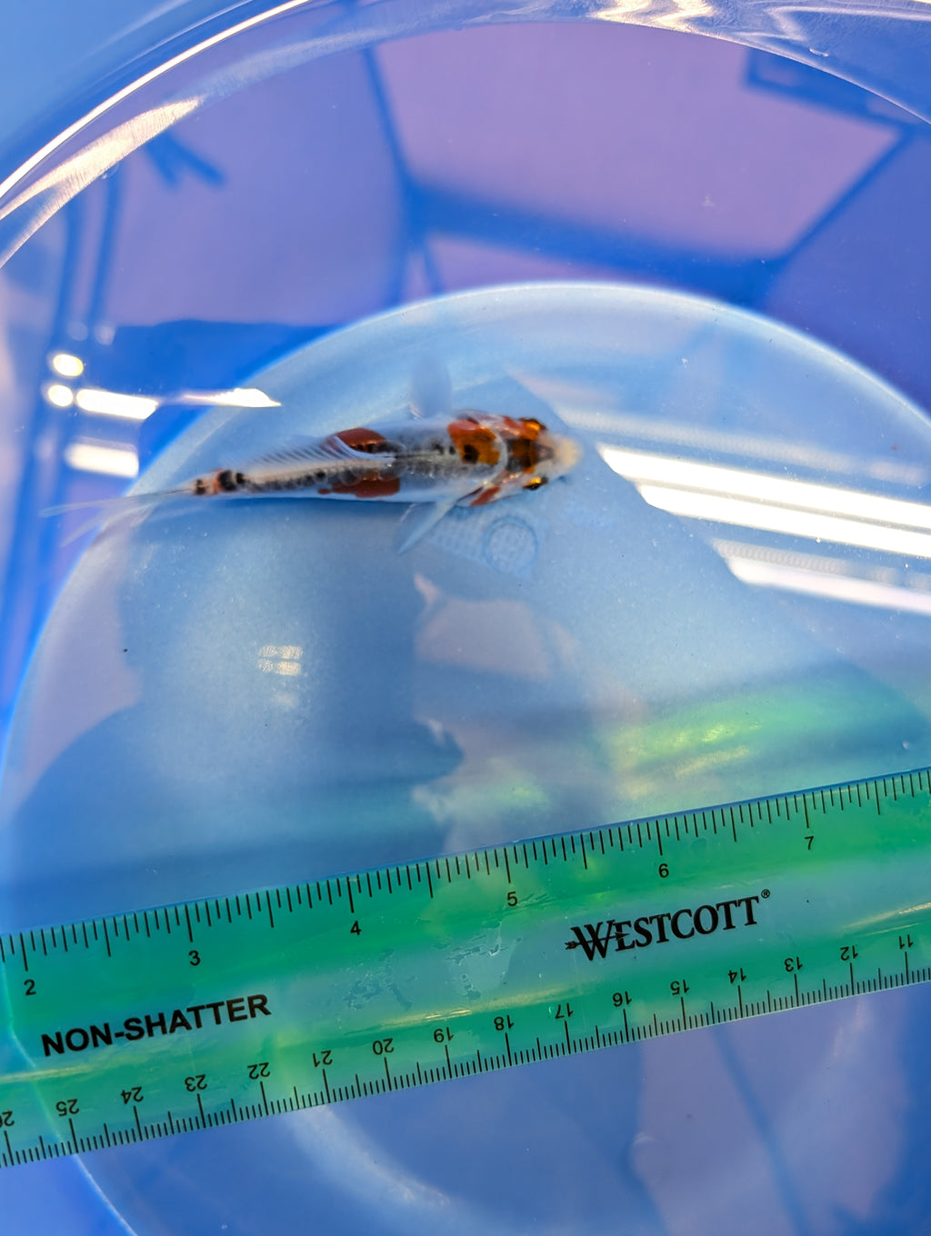 Shusui Koi  4"in. ID#806BFK-015
