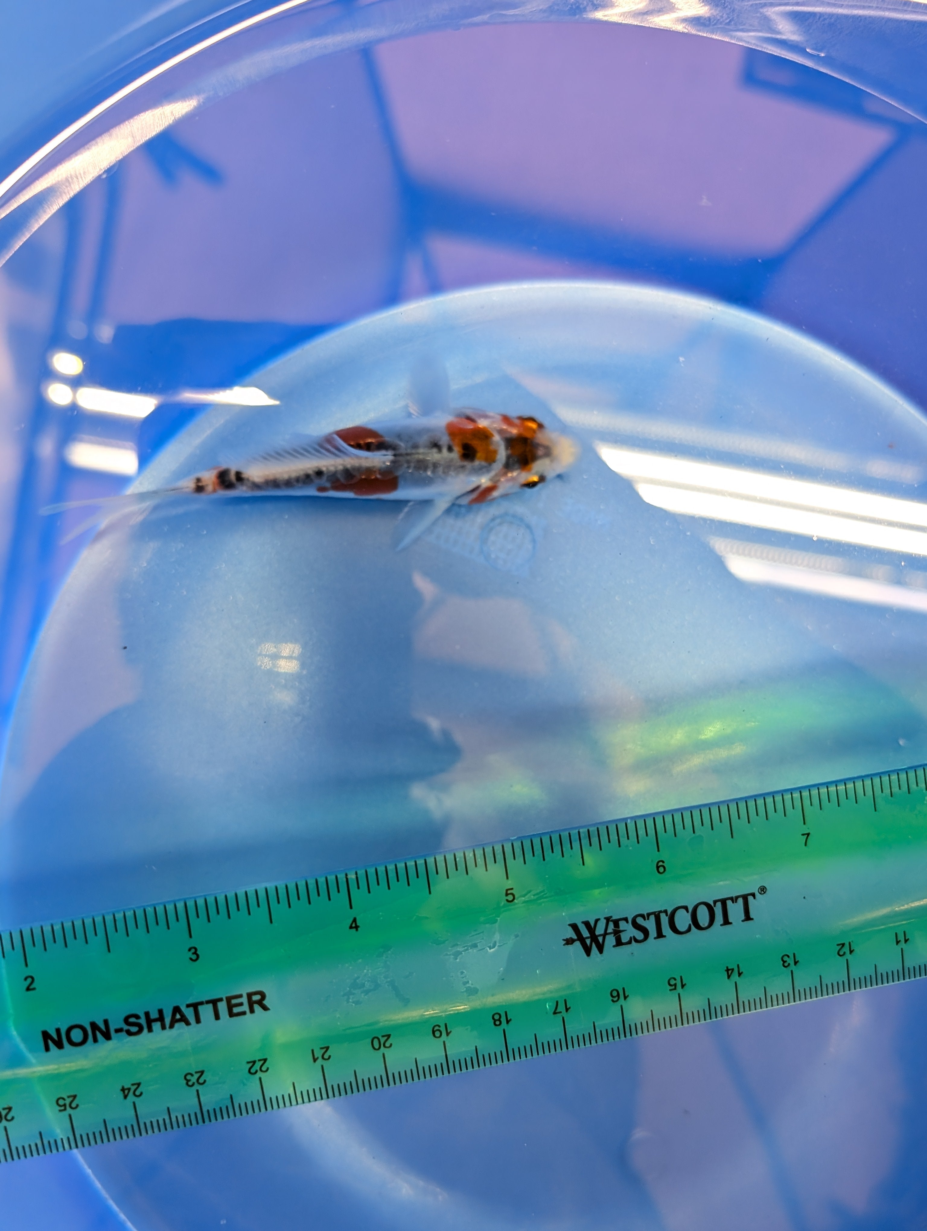 Shusui Koi  4"in. ID#806BFK-015