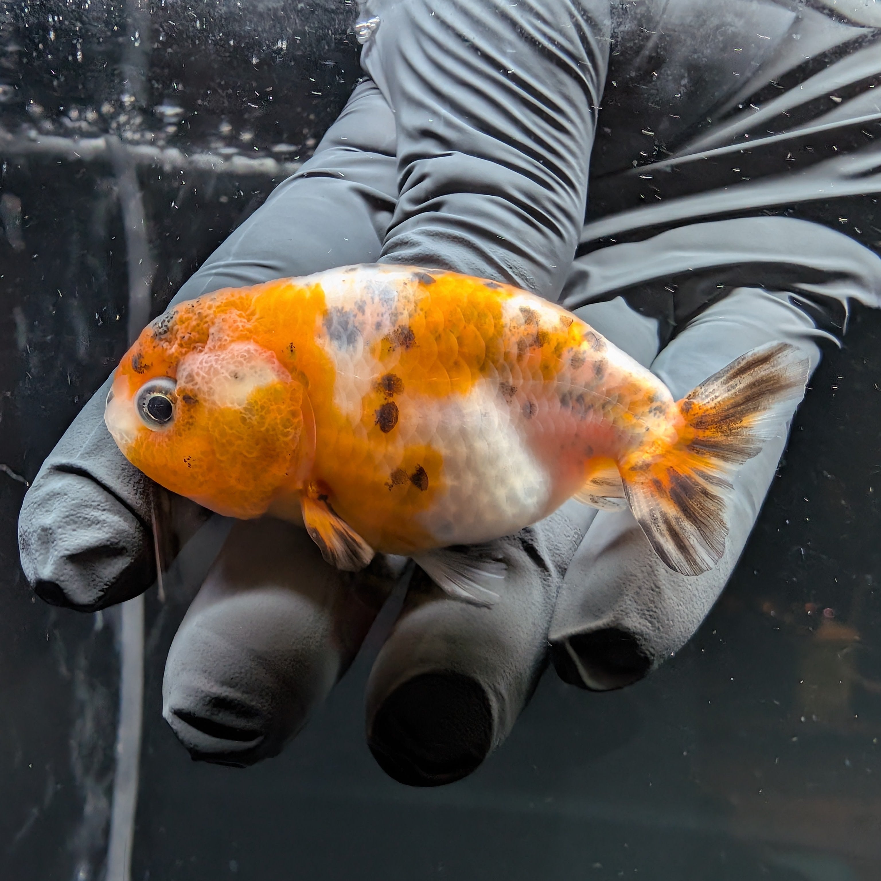 Ranchu Calico 3"-3.5" in. ID#515R4A-018