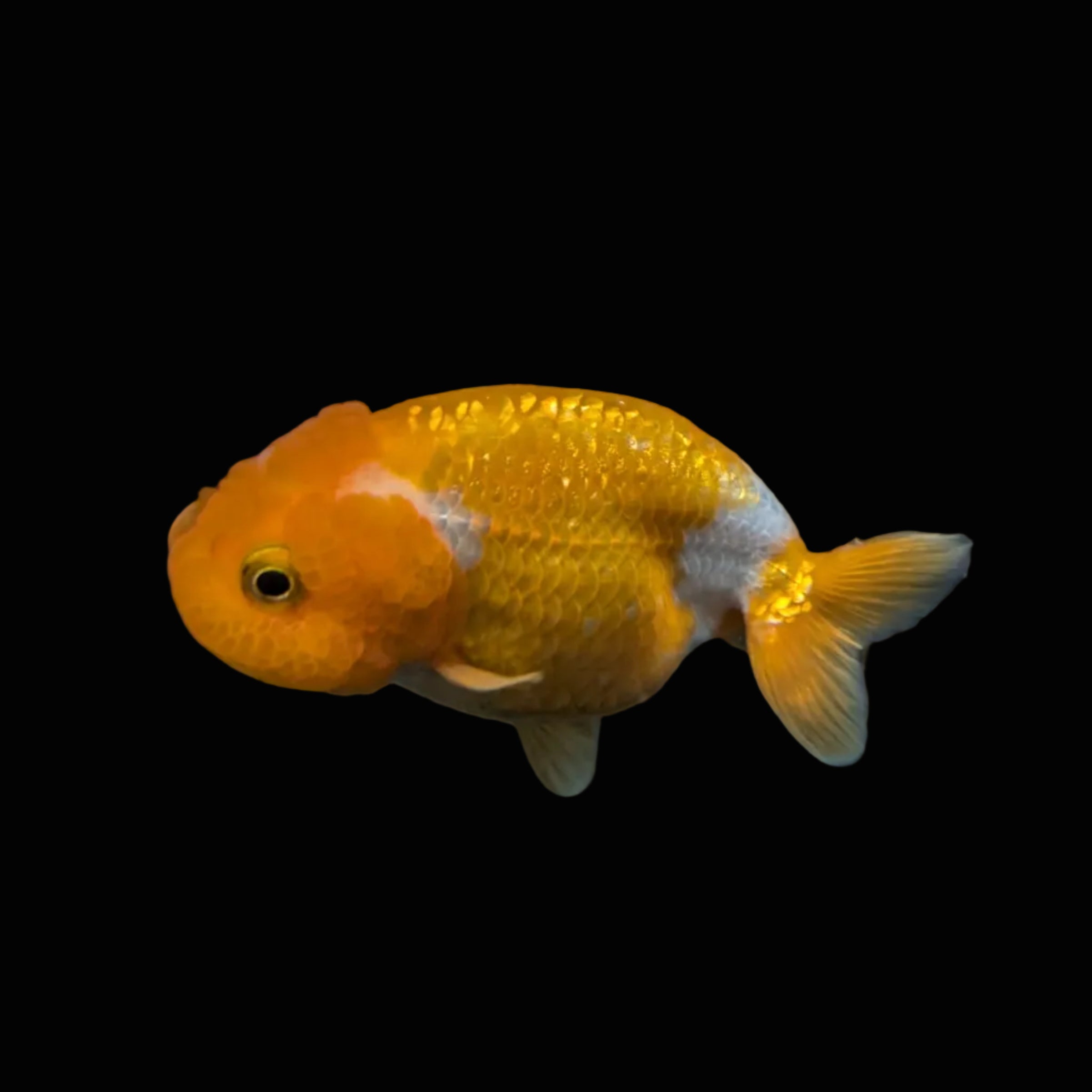 Ranchu Red White 3"-3.5" in. ID#403R7A-010