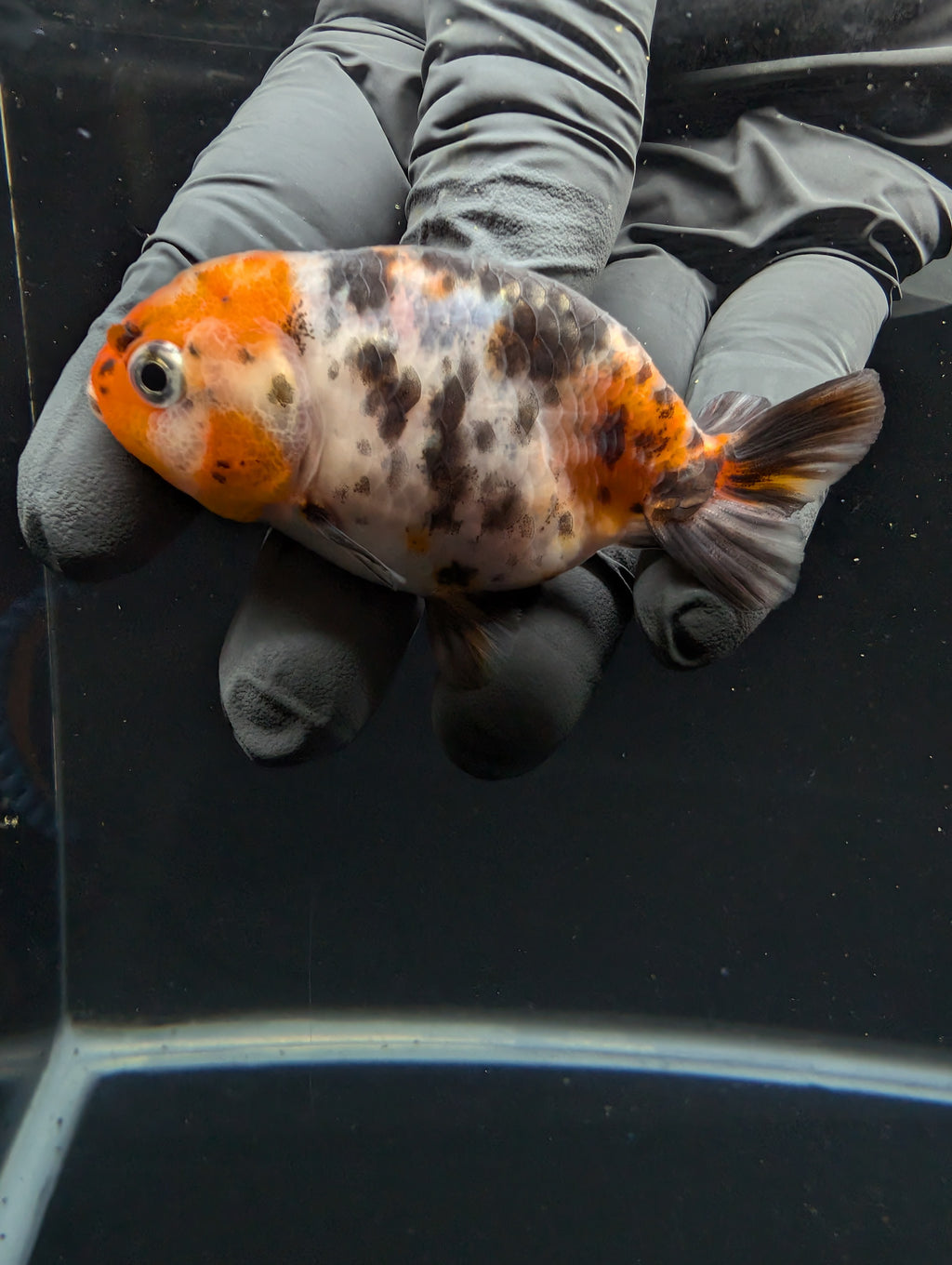 Ranchu Calico 3"-3.5" in. ID#605R4A-077