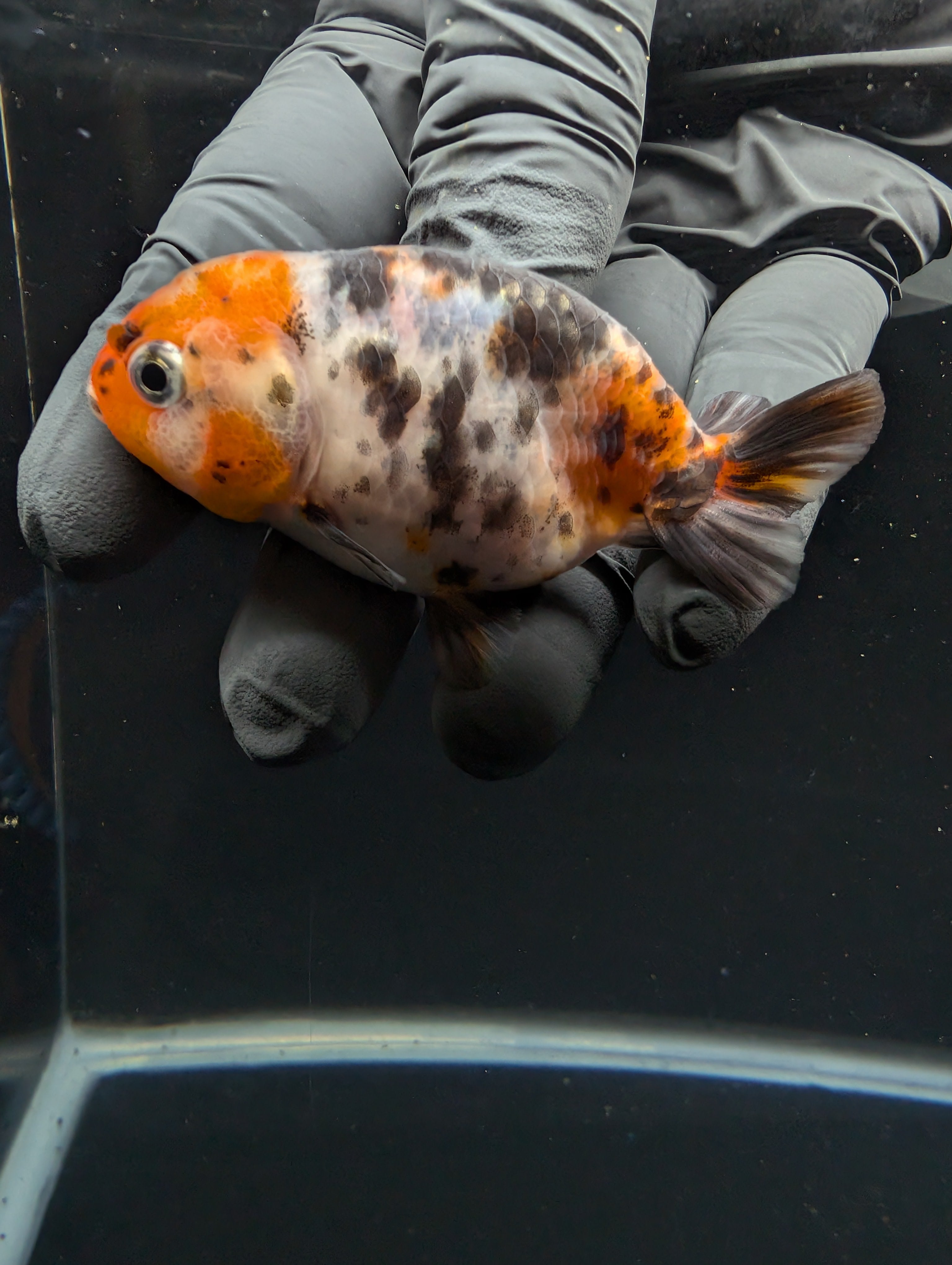 Ranchu Calico 3"-3.5" in. ID#605R4A-077