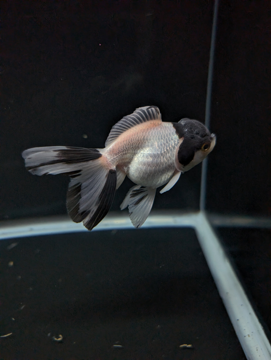 Juvenile Oranda Panda 3.5"-4" in.  ID#501T2A-012