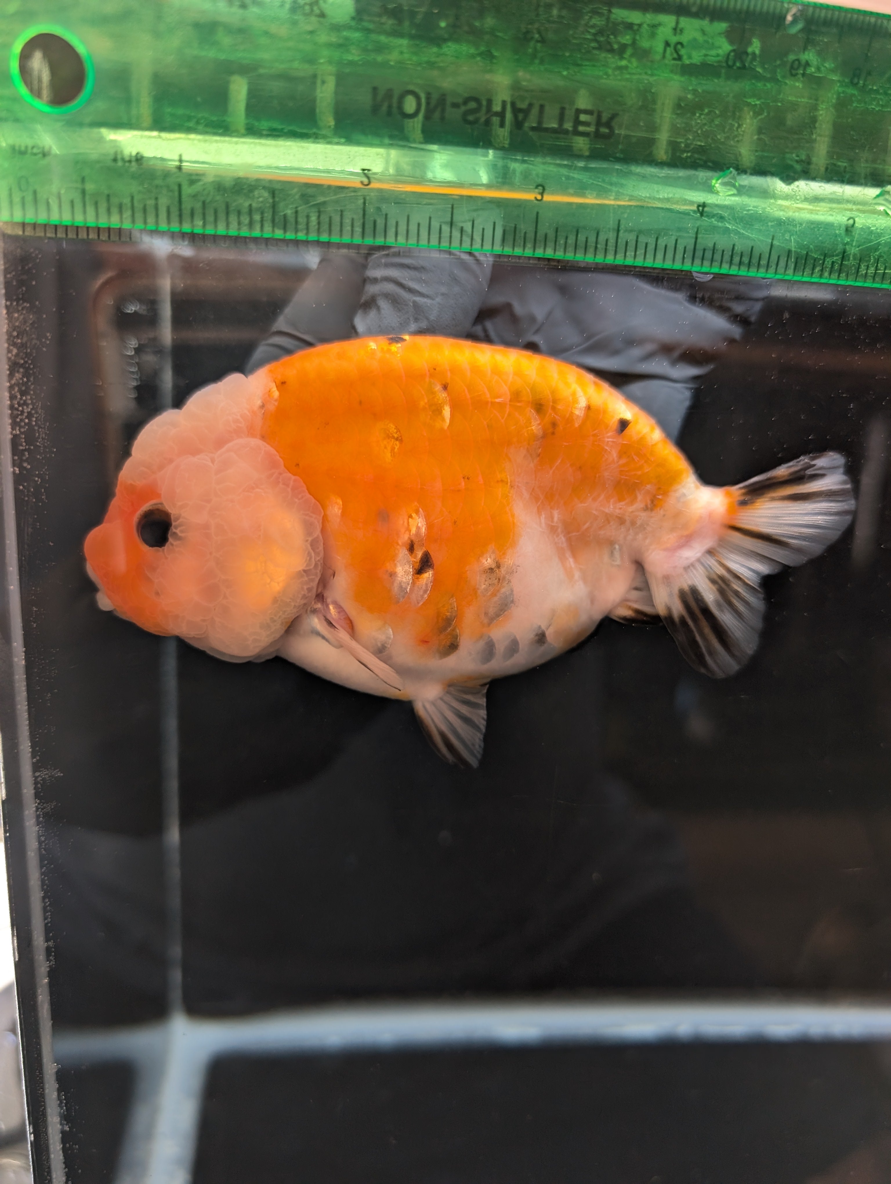Jumbo Ranchu Sakura Calico 4.5"-5" in. ID#814R8A-022