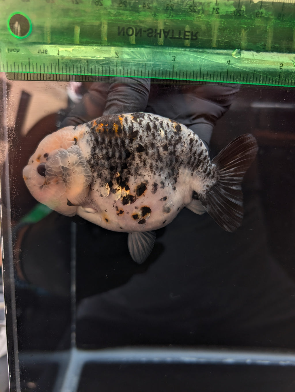 Jumbo Ranchu Kirin Calico 4.5"-5" in. ID#814R8A-024