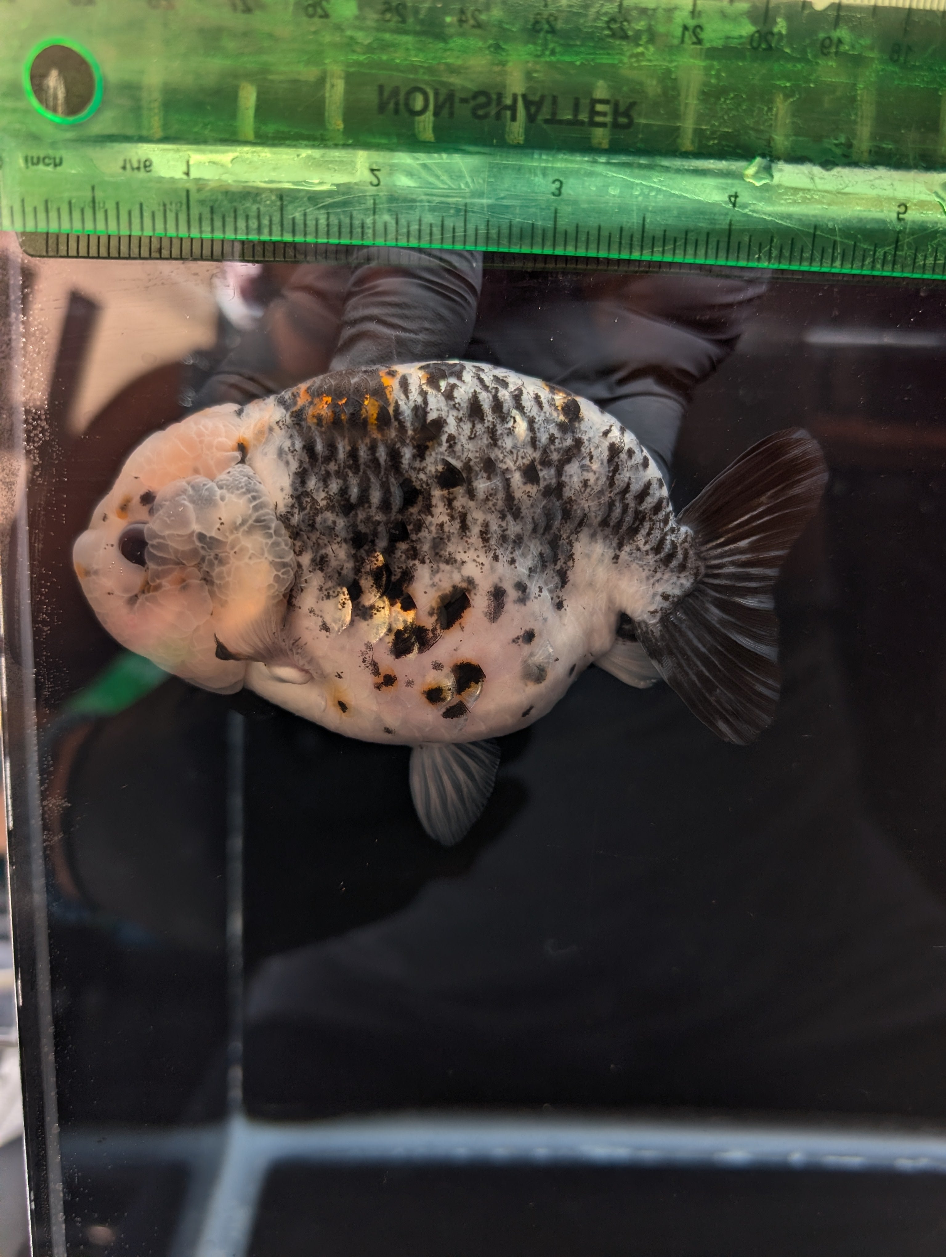 Jumbo Ranchu Kirin Calico 4.5"-5" in. ID#814R8A-024
