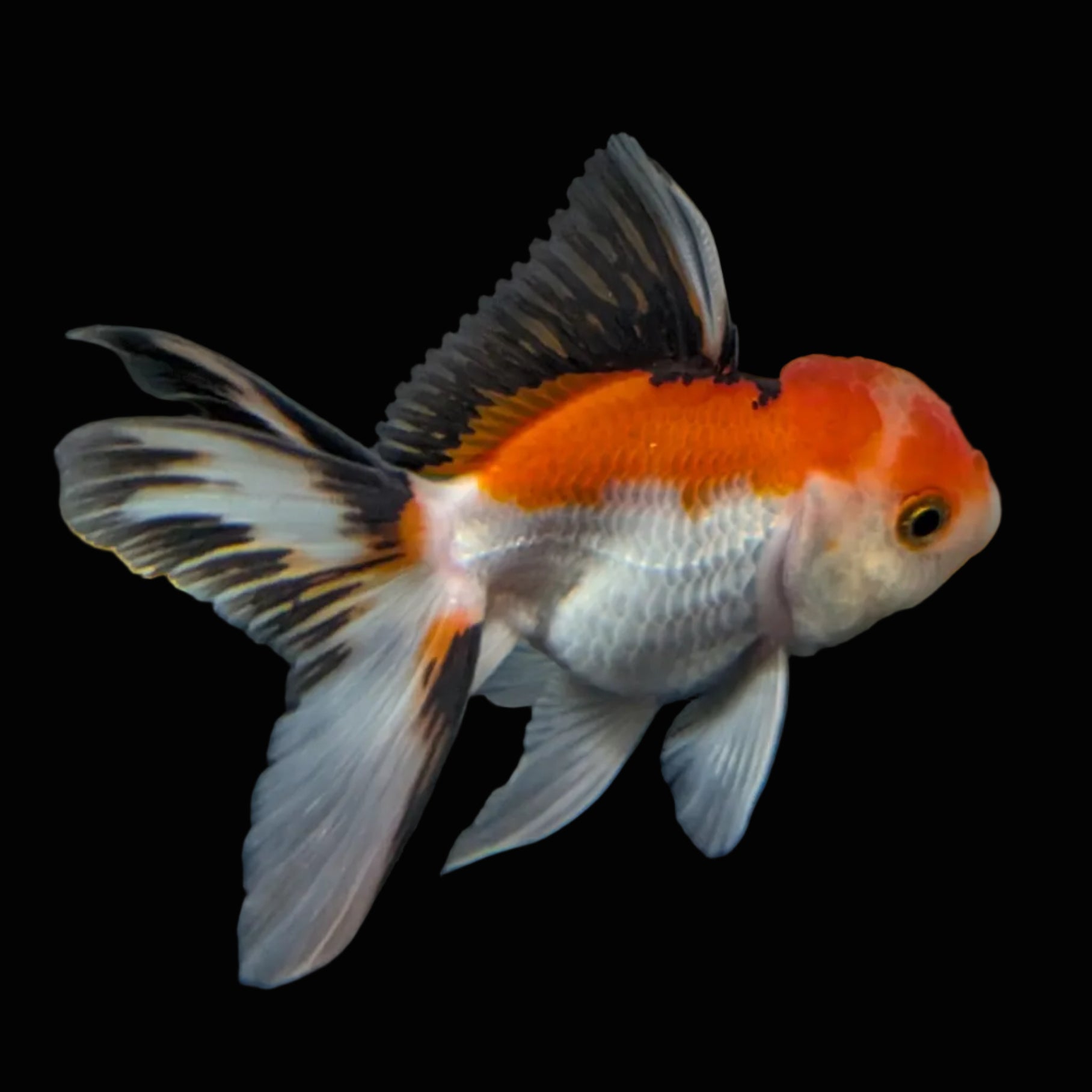 Juvenile Thai Oranda Tricolor 3"in.  ID#821T1A-021