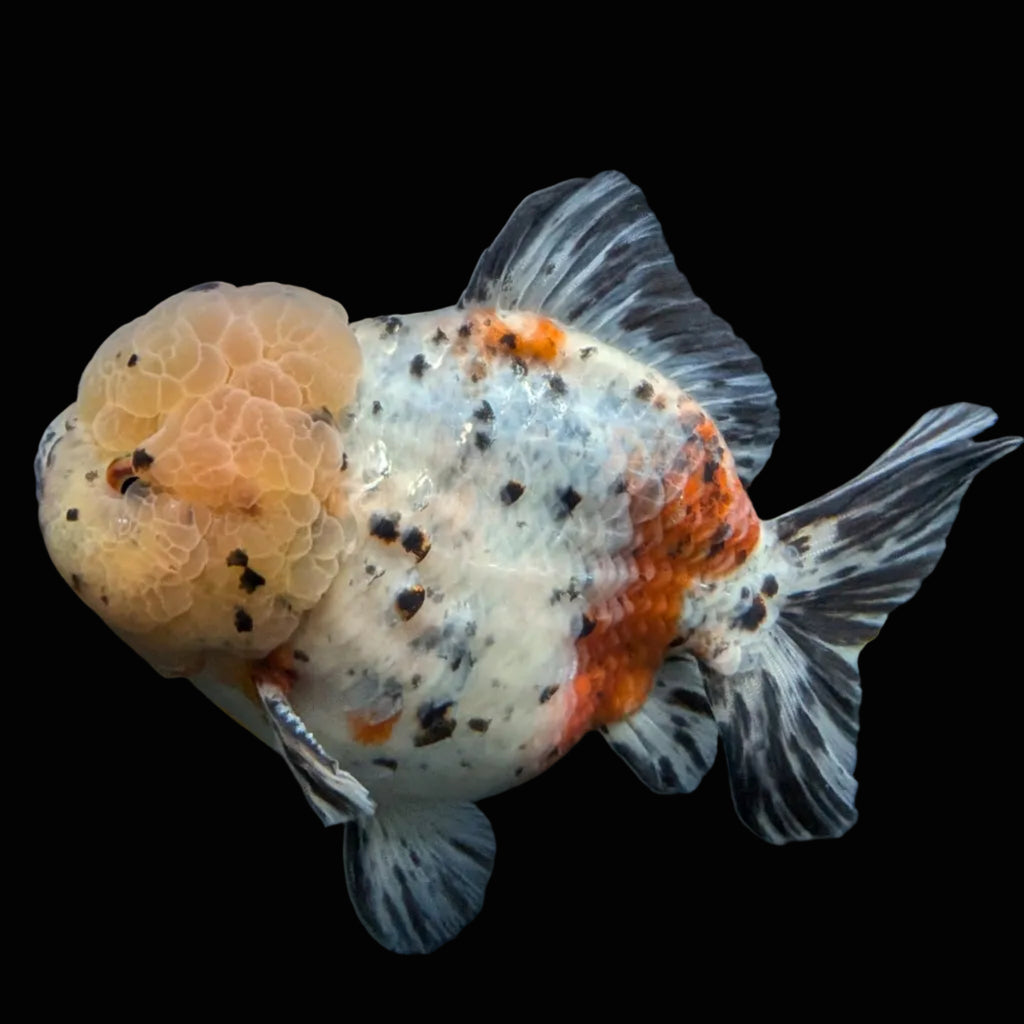 Jumbo Oranda Yuan Bao Granite Calico   4.5"-5"in. ID#904YB13A-001