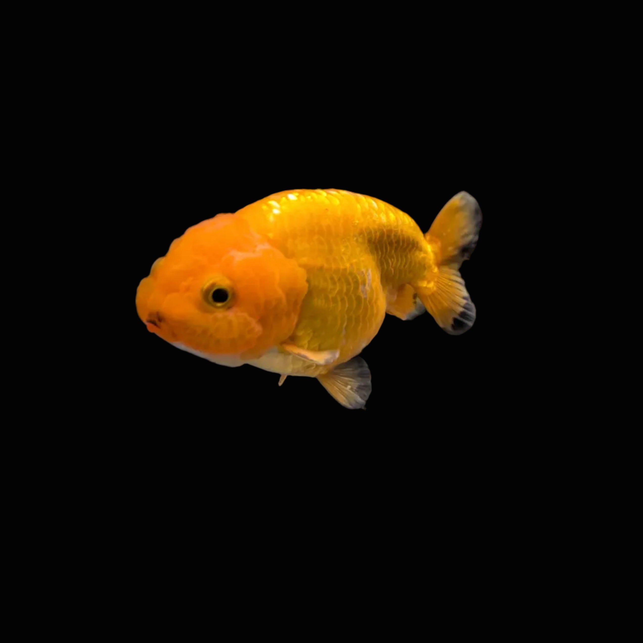 Ranchu Red White 3"-3.5" in. ID#3201A-004