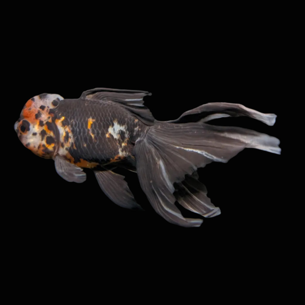 Calico Oranda 4.5"-5"in. ID#911LB2A-003