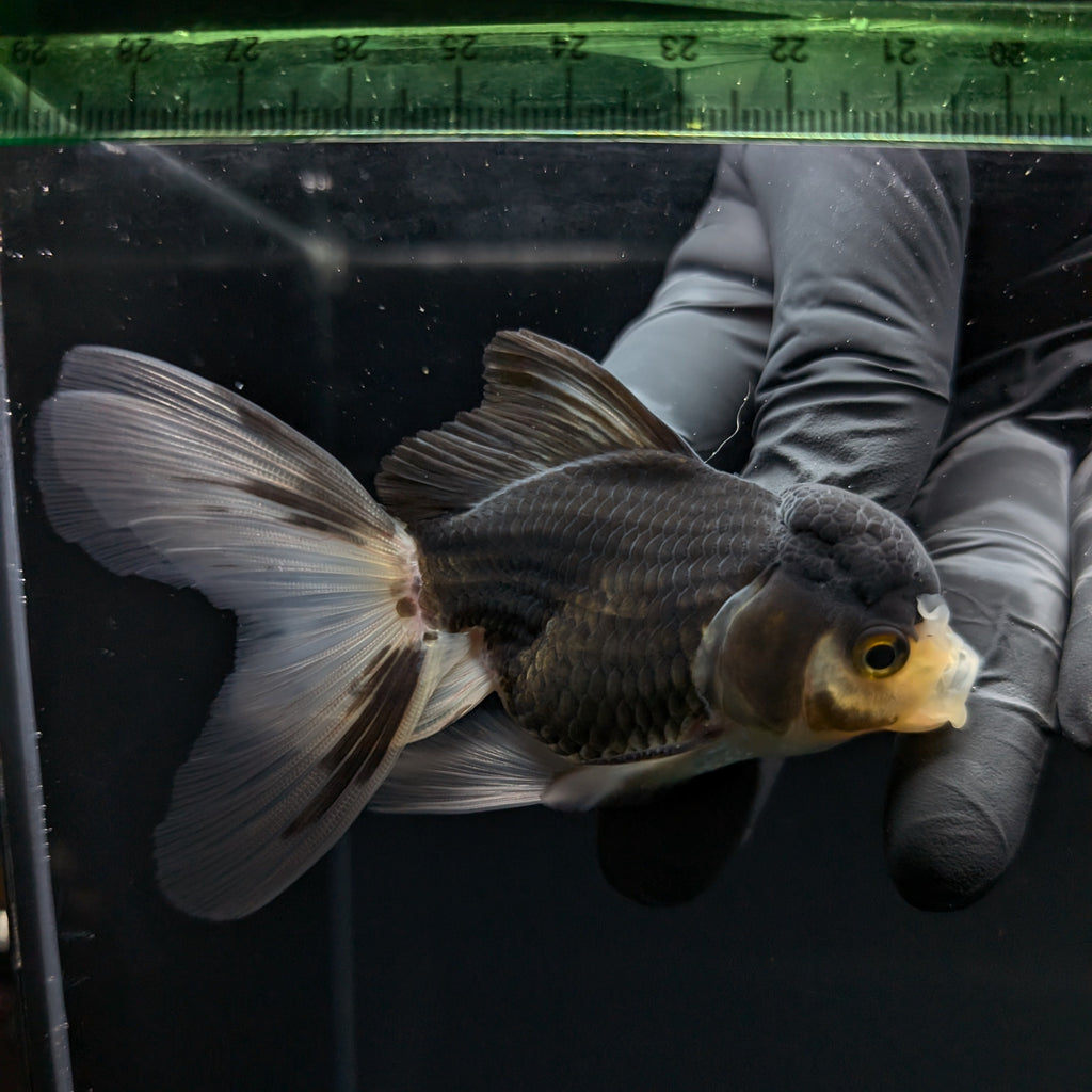 Thai Juvenile Oranda Panda 3.5"-4"in.  ID#724T1A-027