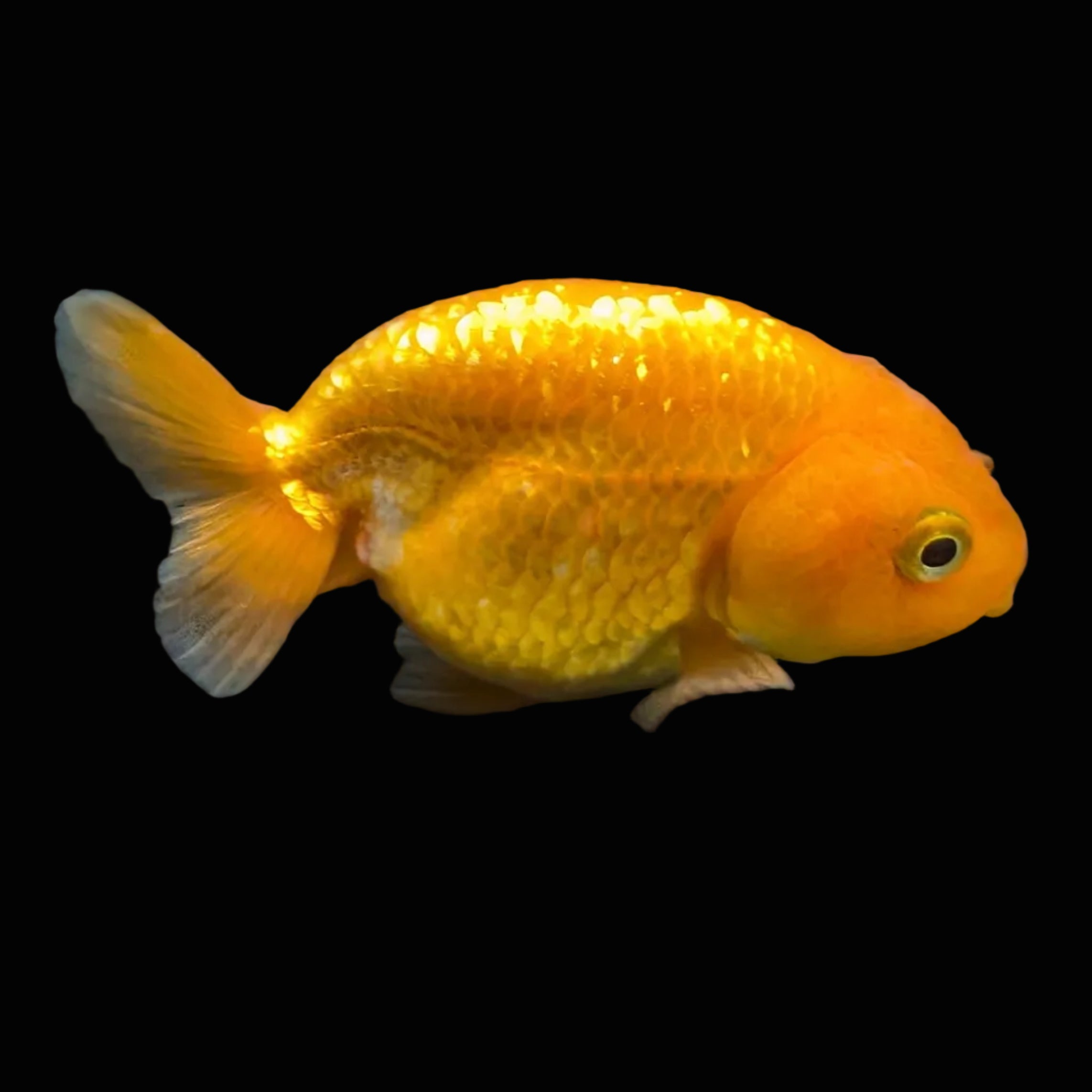 Ranchu Red White 3"-3.5" in. ID#424R13A-011