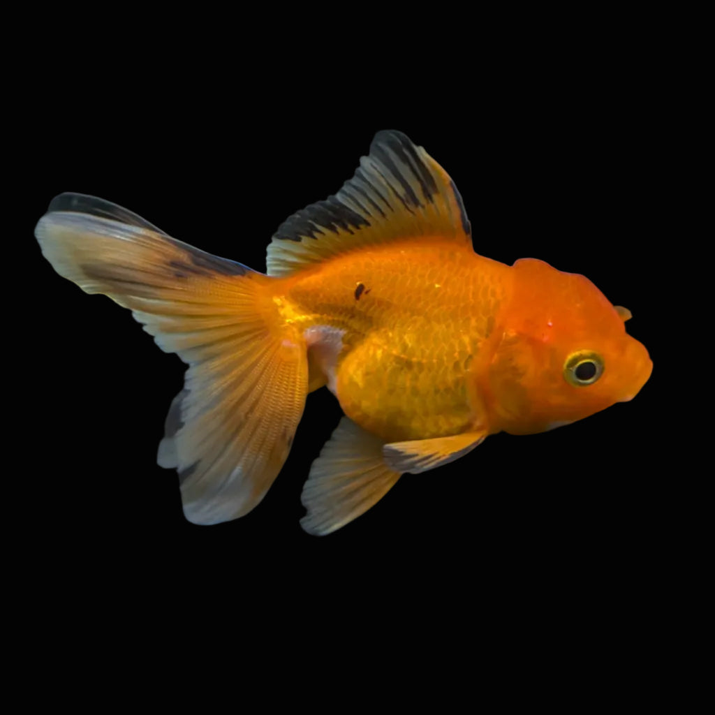 Thai Juvenile Oranda Tricolor 3"-3.5" in.  ID#724T1A-029