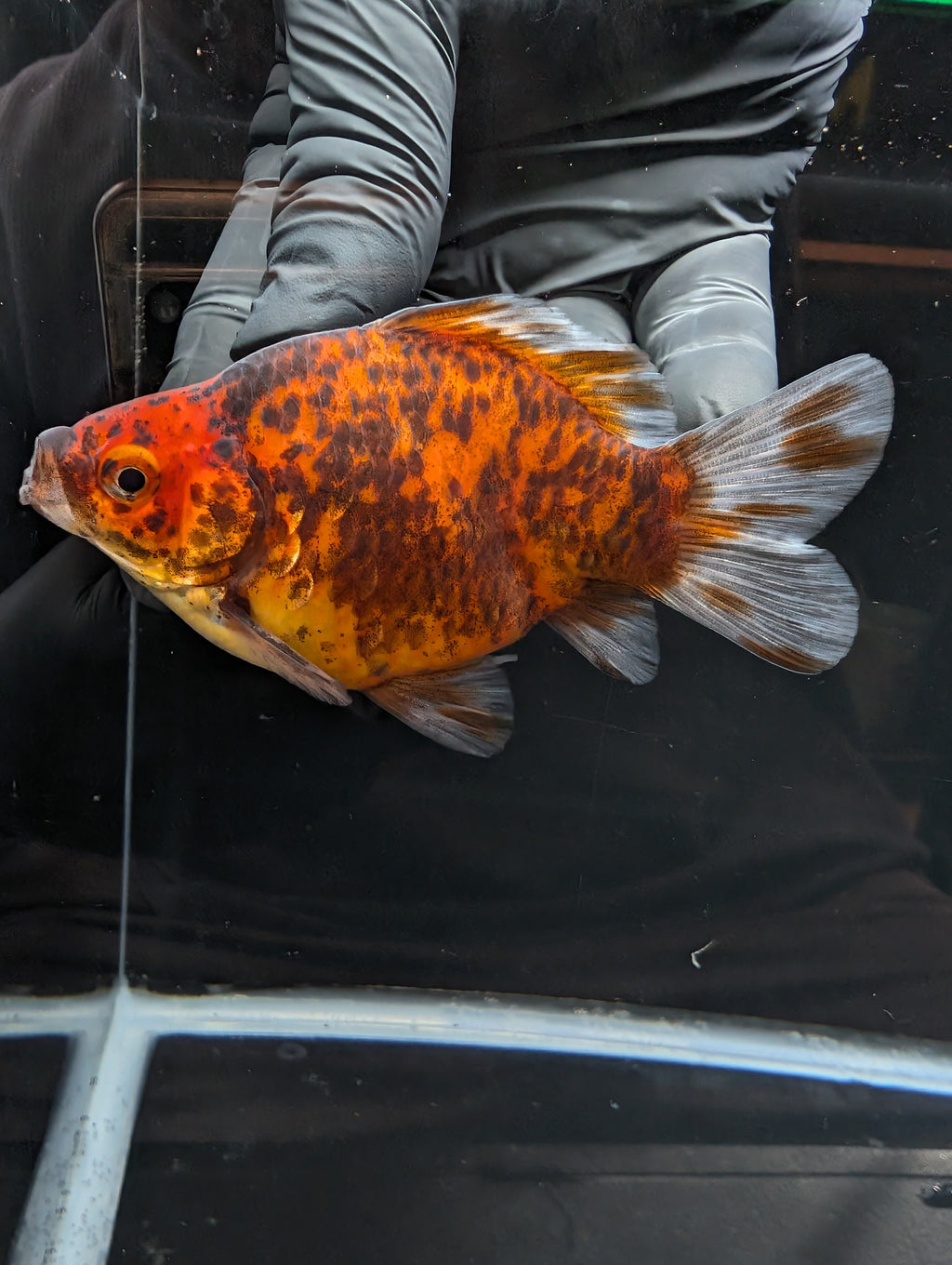 Tamasaba Calico 4" in. ID#1023TM1B-021