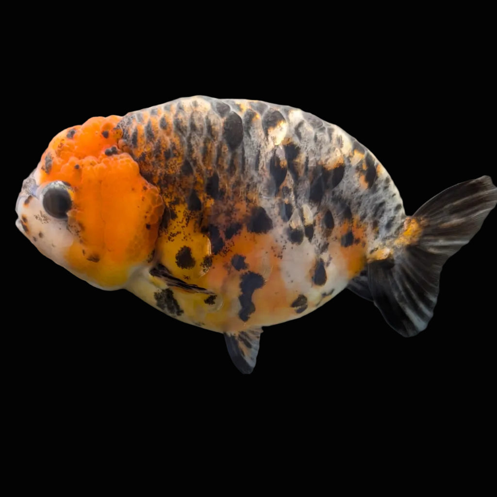 Jumbo Ranchu Kirin Calico 4.5"-5" in. ID#1009R8A-054
