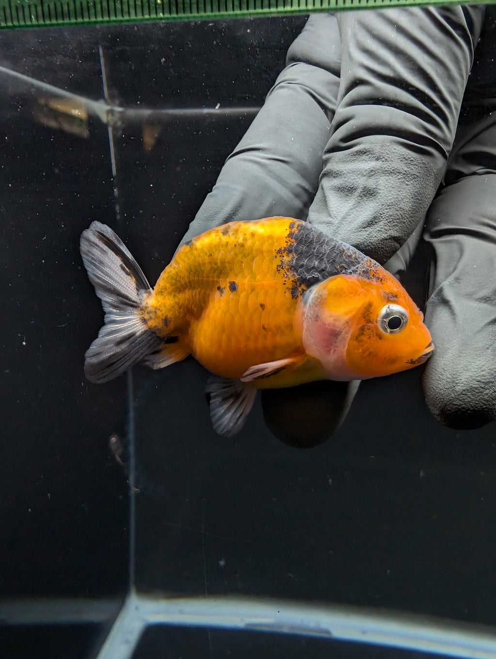 Ranchu Calico 2.5"-3" in. ID#717R4A-004