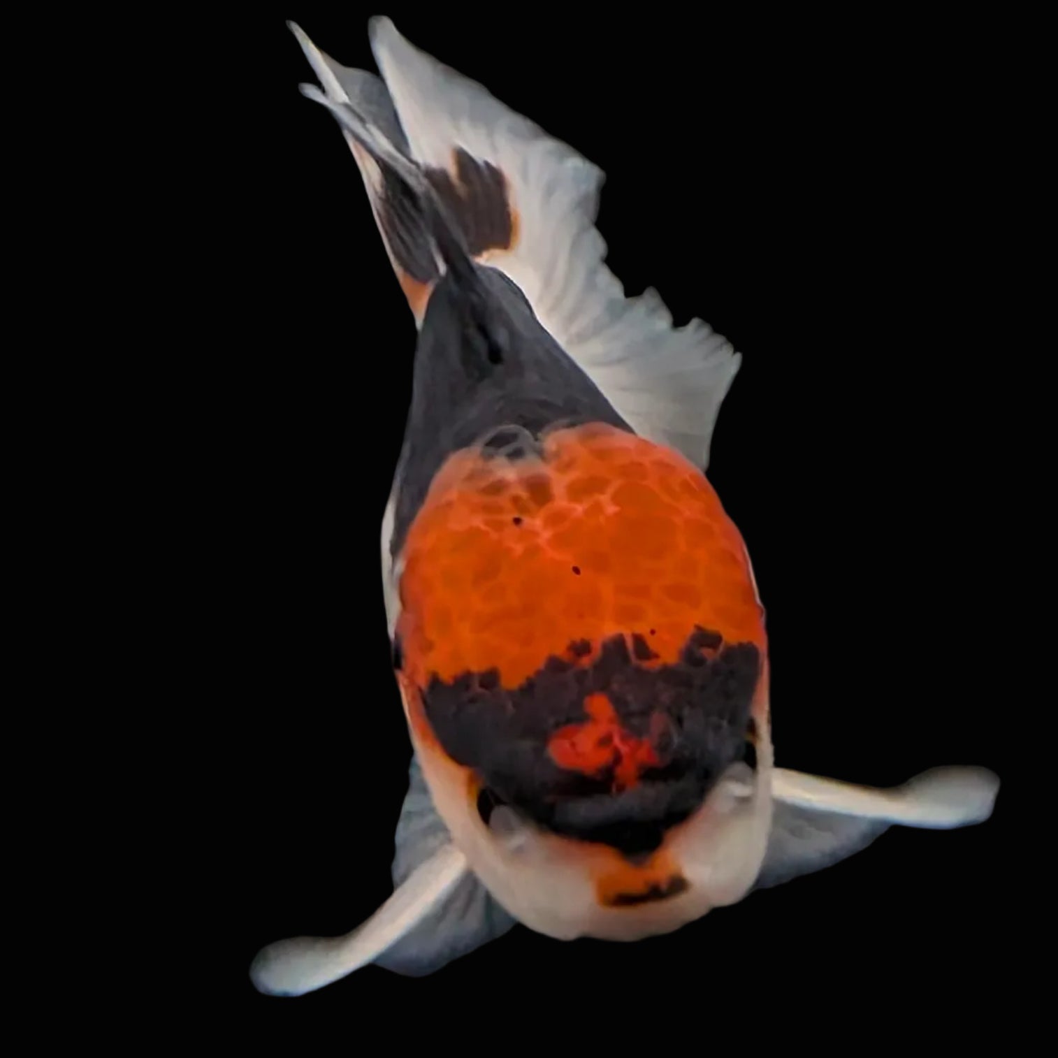 Juvenile Oranda Tricolor 3.5"-4" in.  ID#424T1A-006