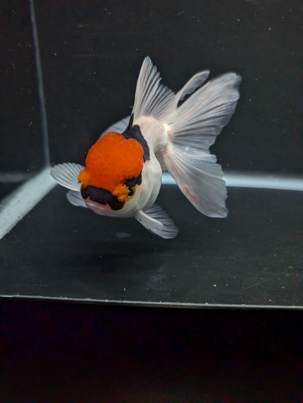 Thai Oranda Tricolor 4"-4.5"in.  ID#1016T1A-006