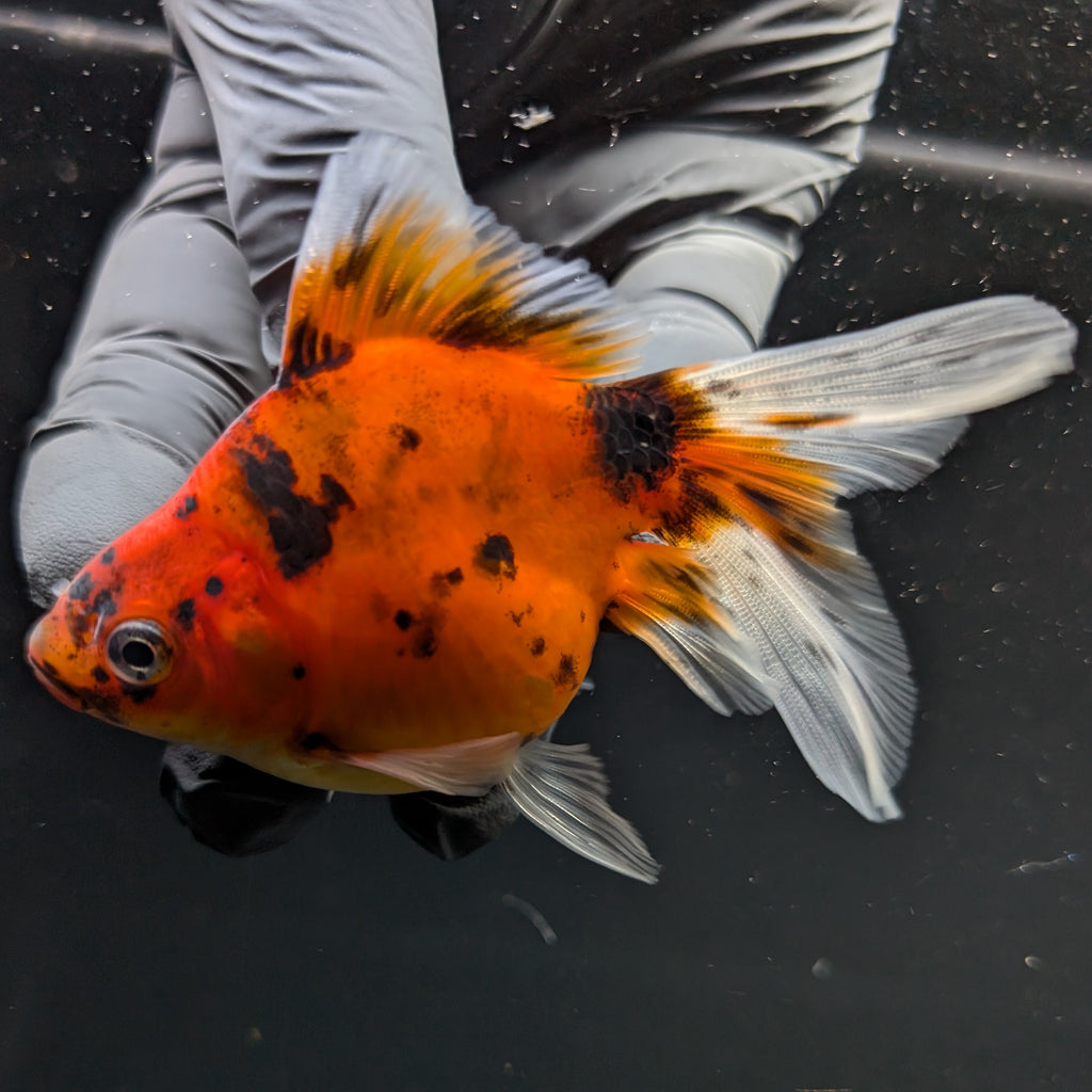Tamasaba Calico 3"-3.5" in. ID#1009TM1B-011