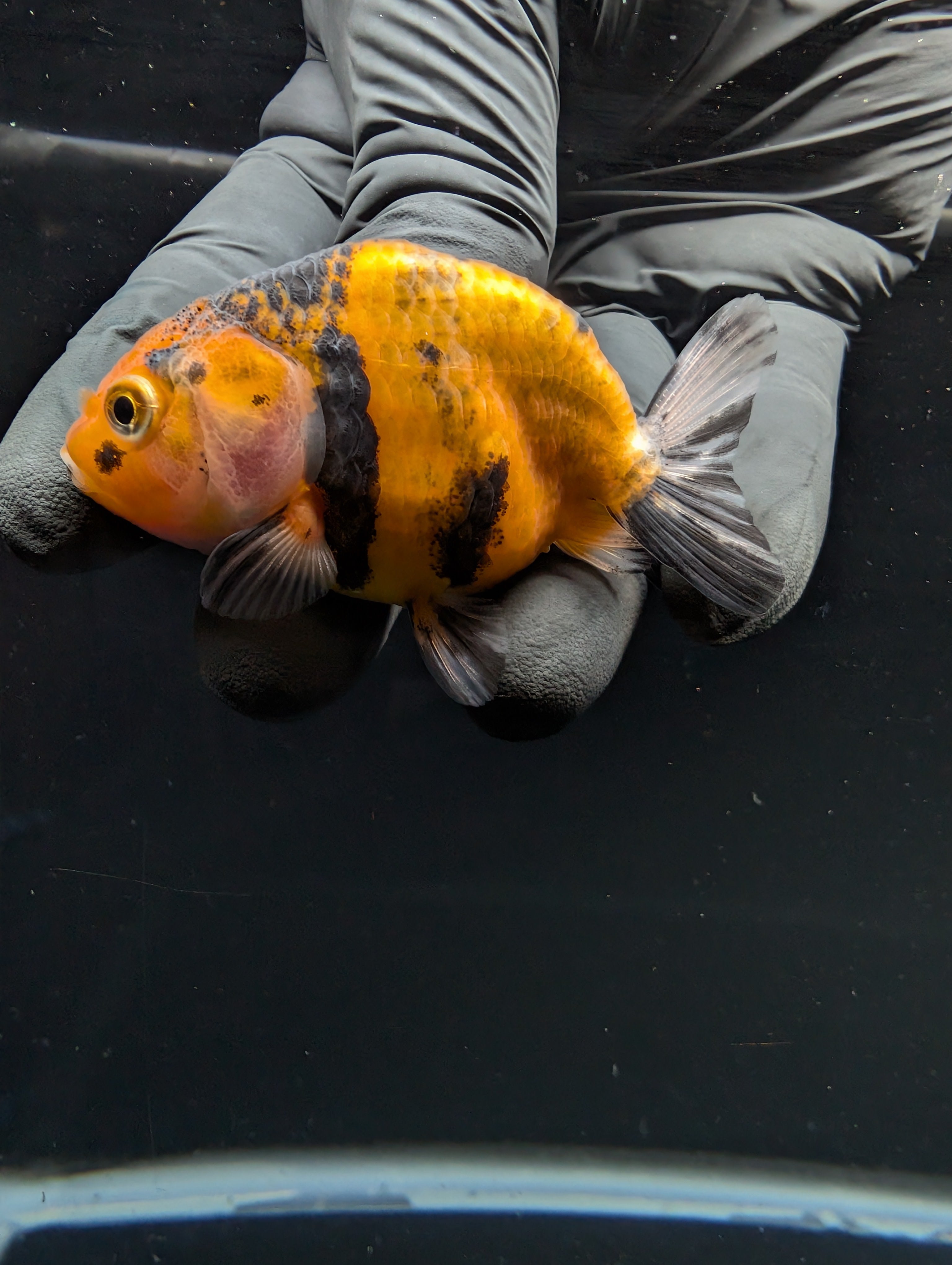Ranchu Calico 2.5"-3" in. ID#717R4A-004