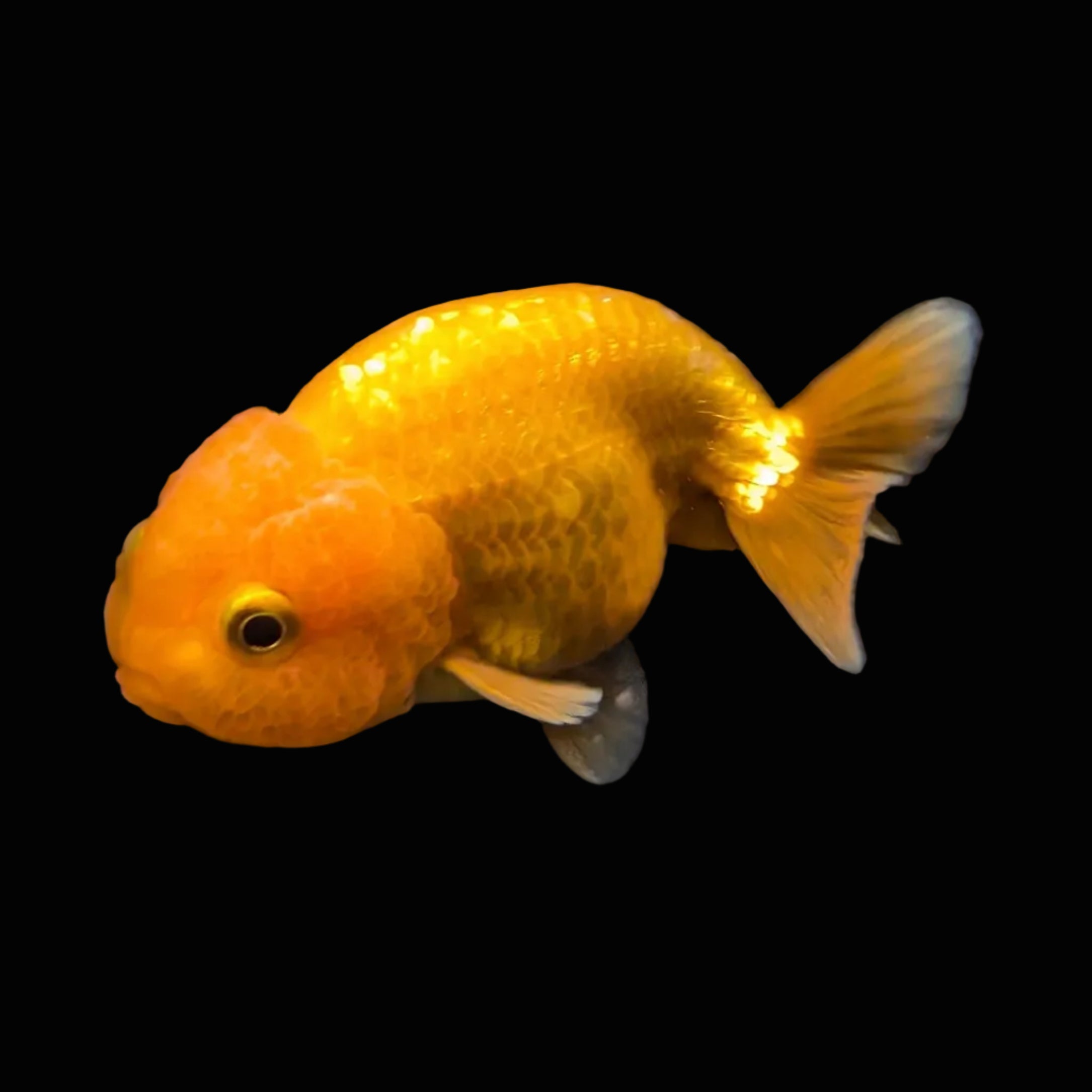 Ranchu Red White 3"-3.5" in. ID#424R13A-014