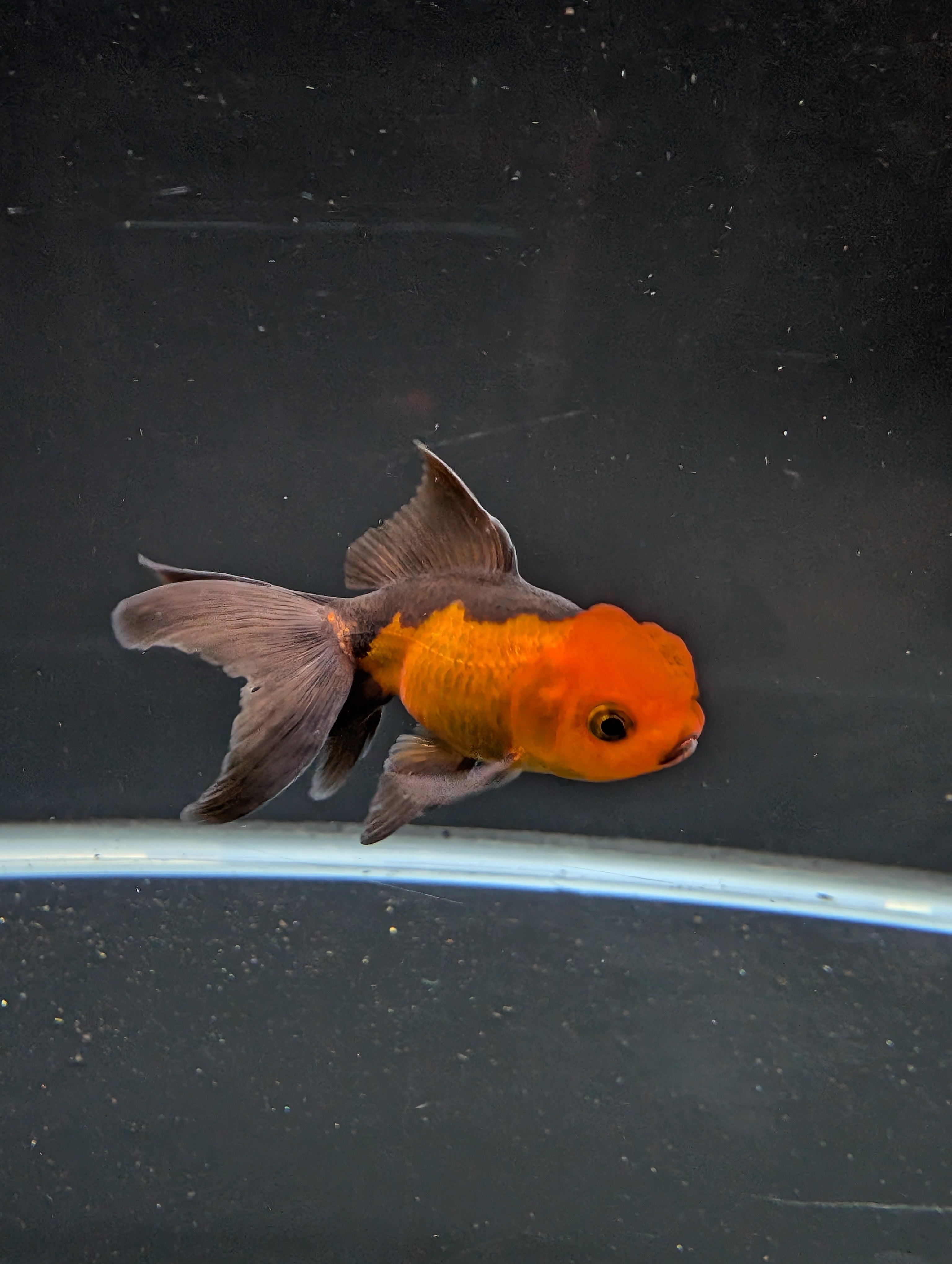 Juvenile Oranda Red Black 3"-3.5"in.  ID#522T1A-003 Please See Notes.