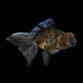 Telescope Butterfly Kirin Calico 3.5"-4" in. ID#508B4A-011