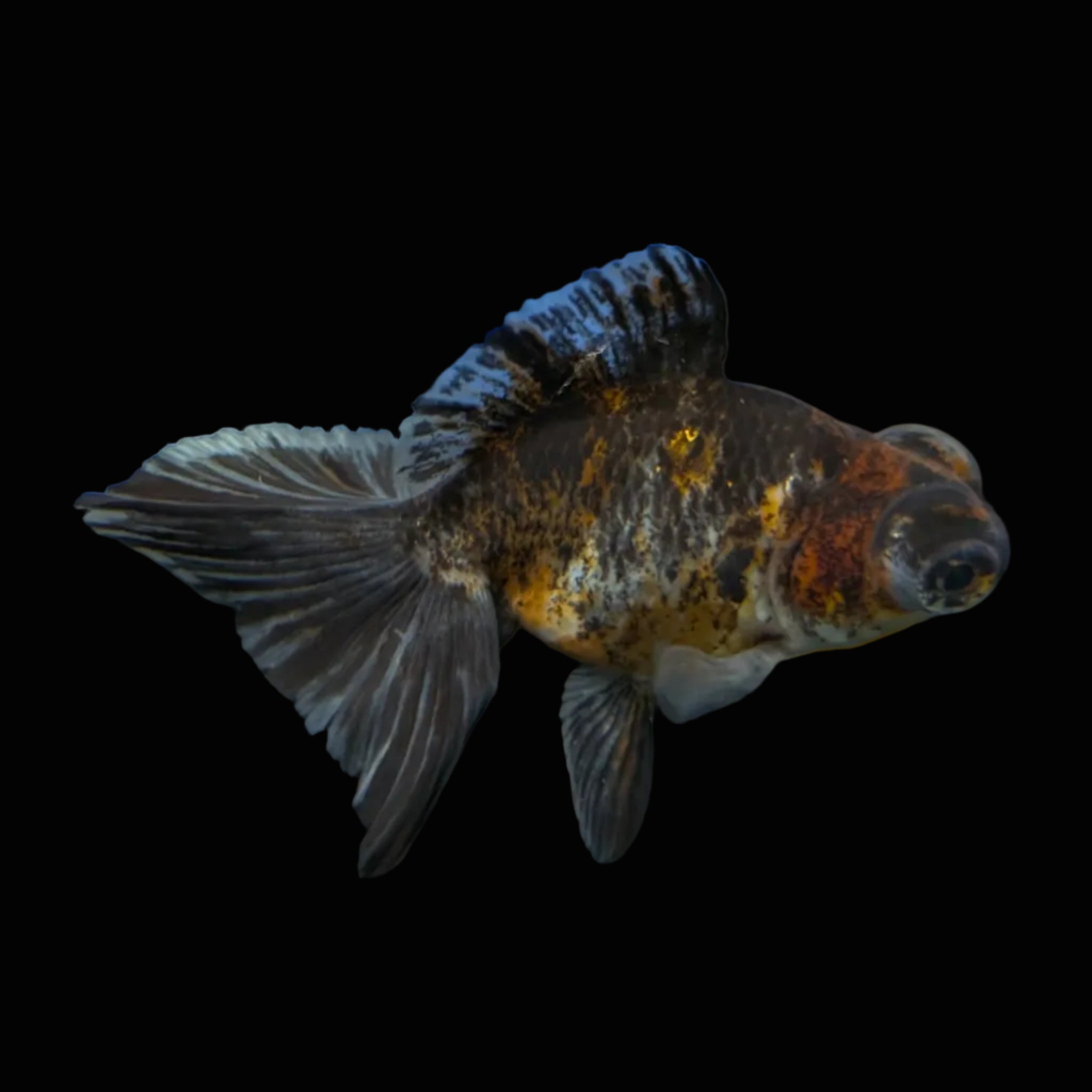 Telescope Butterfly Kirin Calico 3.5"-4" in. ID#508B4A-011