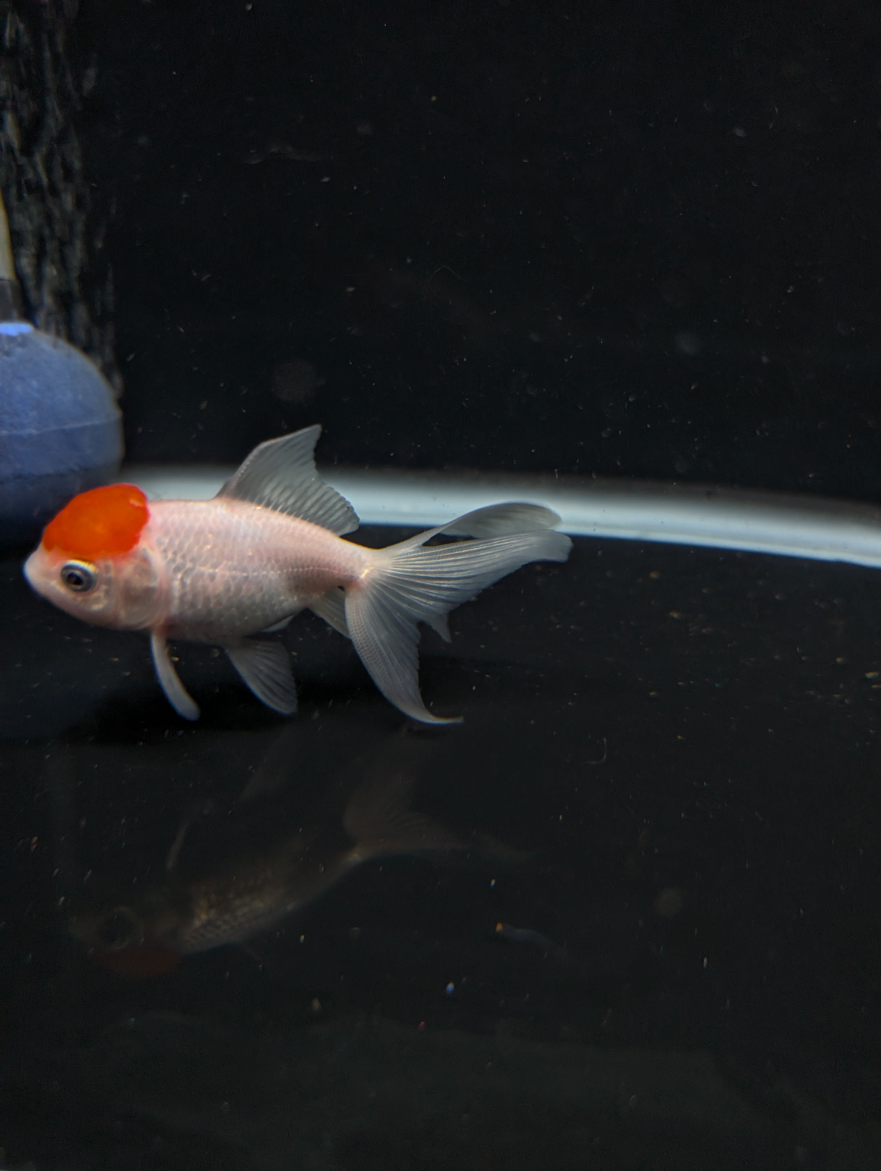 Juvenile Oranda  Red Cap 3"-3.5"in.  ID#619T1A-020