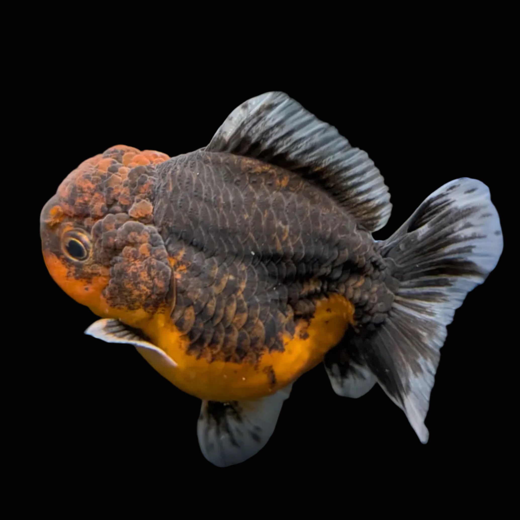 Thai Oranda Shogun Calico 3.5"-4" in. ID#626SG7A-002