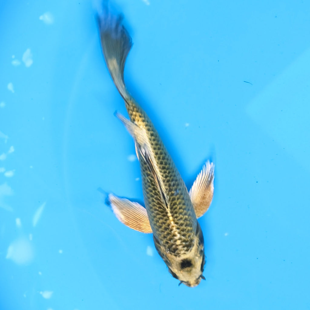 Matsuba Butterfly Koi 6"-7"in. ID#727BFK-009